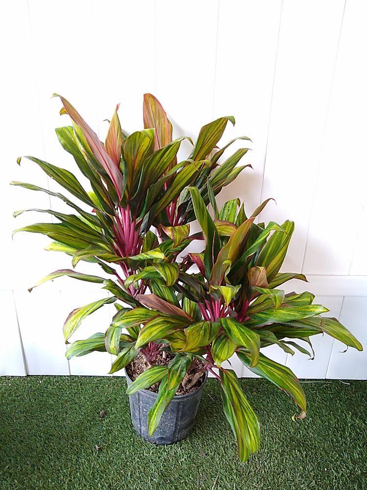 Cordyline Fruticosa Harlequin - View 16 from www redcrocus com