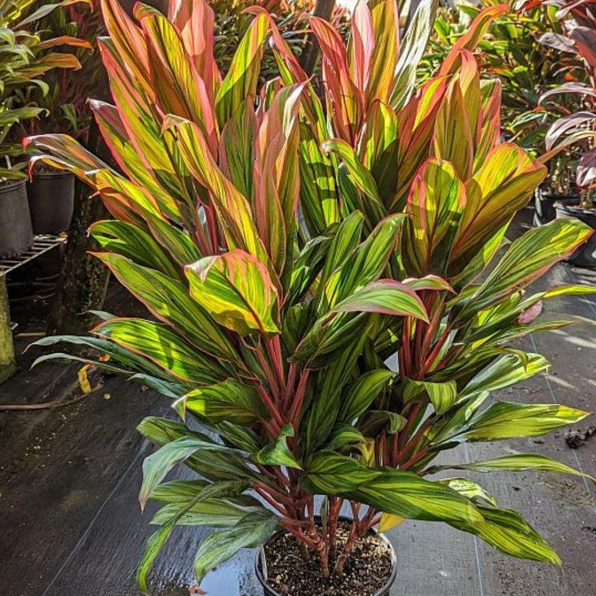 Cordyline Fruticosa Harlequin - View 19 from www redcrocus com