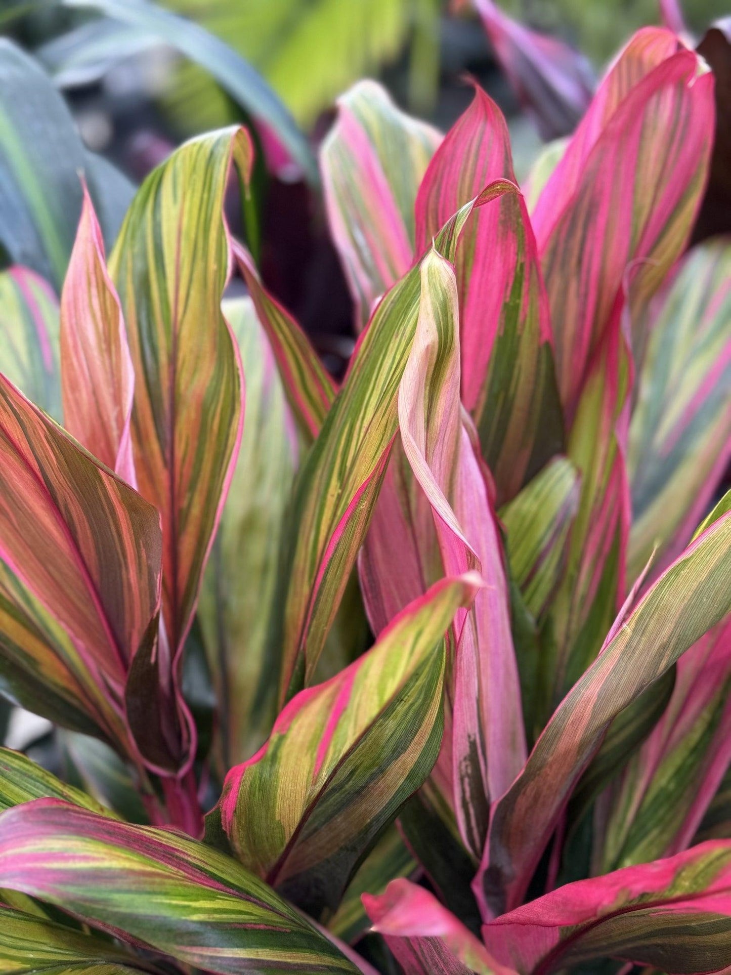 Cordyline Fruticosa Harlequin - View 3 from www redcrocus com