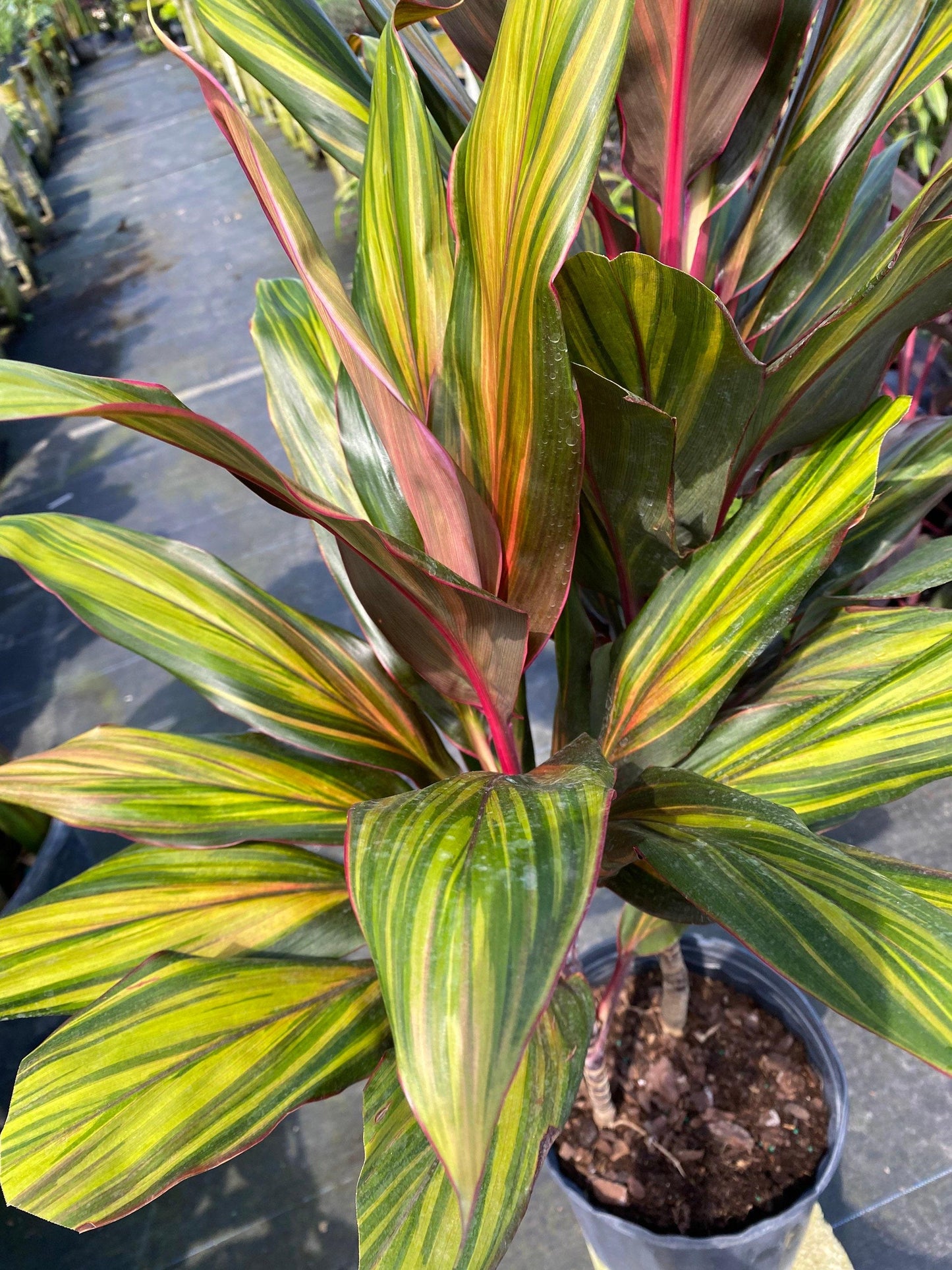 Cordyline Fruticosa Harlequin - View 4 from www redcrocus com