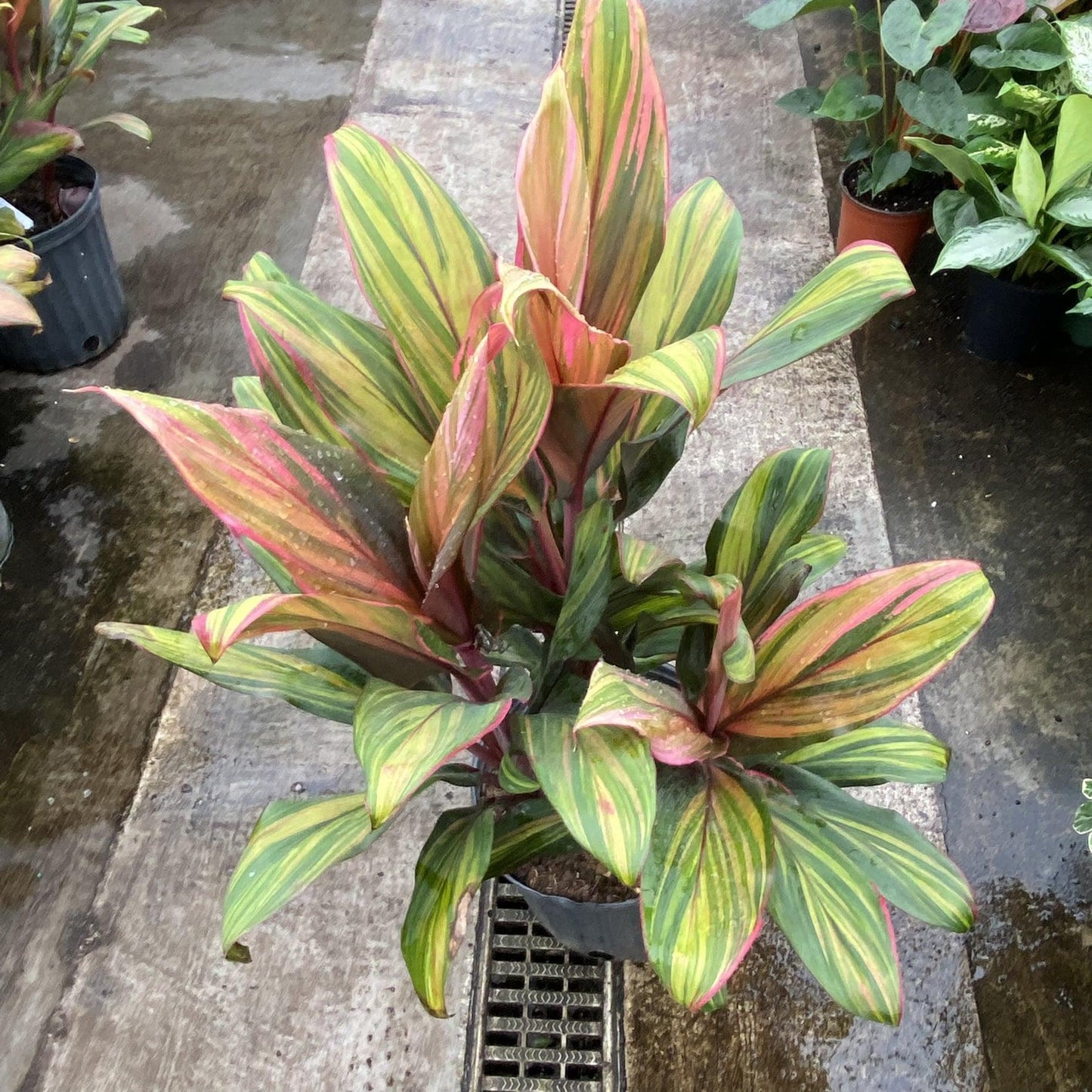 Cordyline Fruticosa Harlequin - View 5 from www redcrocus com