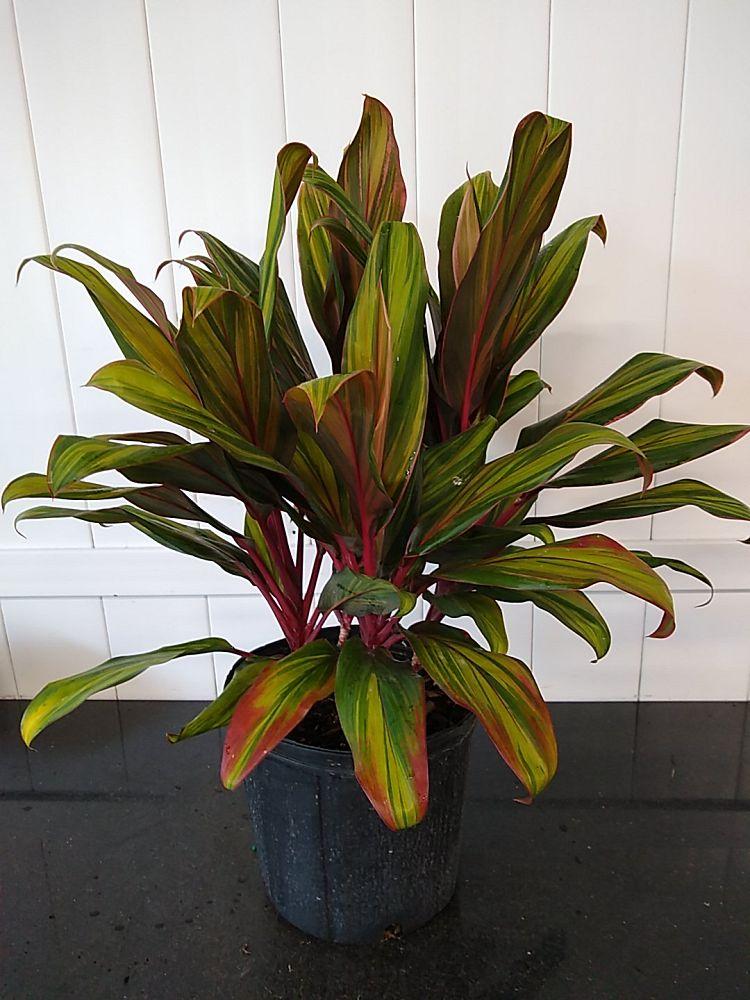 Cordyline Fruticosa Harlequin - View 7 from www redcrocus com