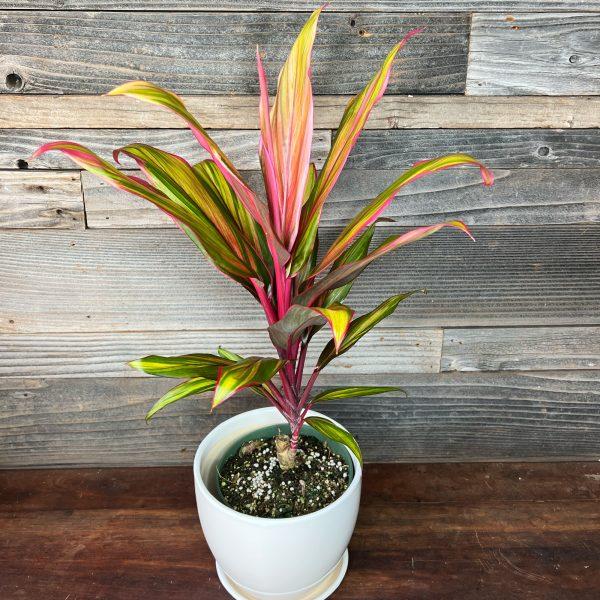 Cordyline Fruticosa Harlequin - View 8 from www redcrocus com