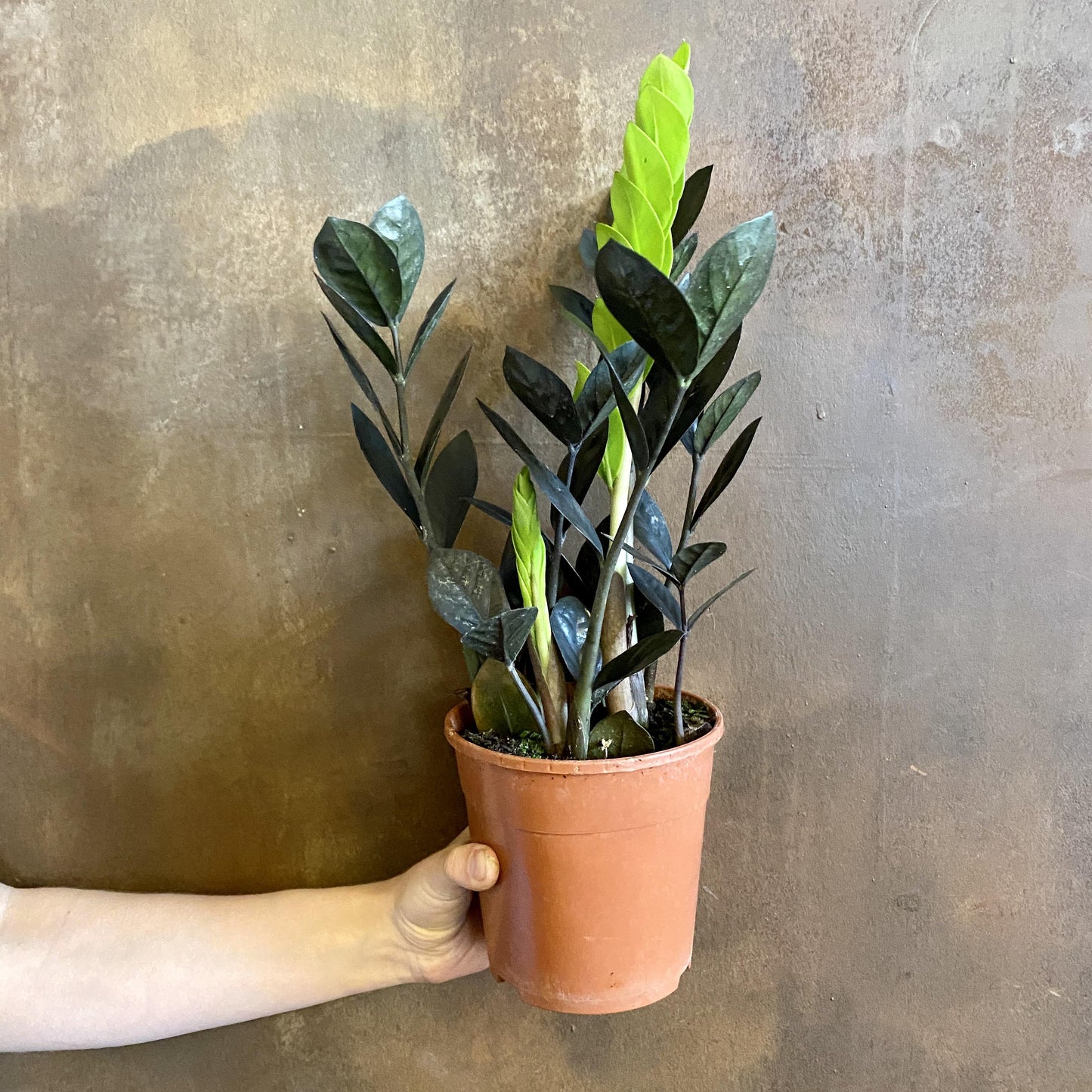 Zamioculcas Zamiifolia Raven - View 12 from www redcrocus com