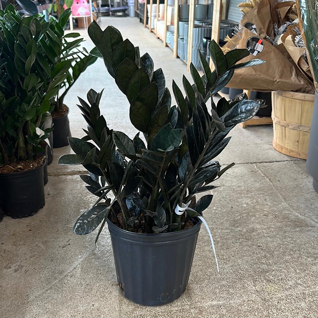 Zamioculcas Zamiifolia Raven - View 13 from www redcrocus com