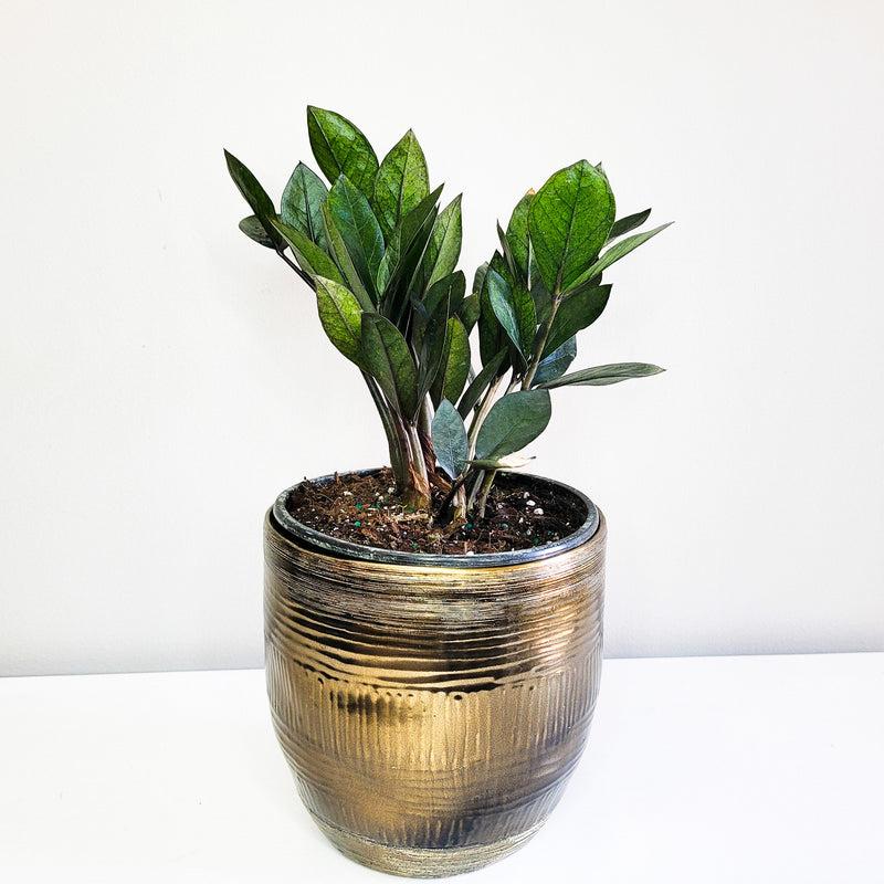 Zamioculcas Zamiifolia Raven - View 15 from www redcrocus com
