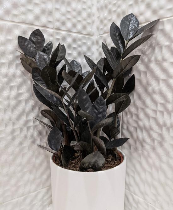 Zamioculcas Zamiifolia Raven - View 17 from www redcrocus com