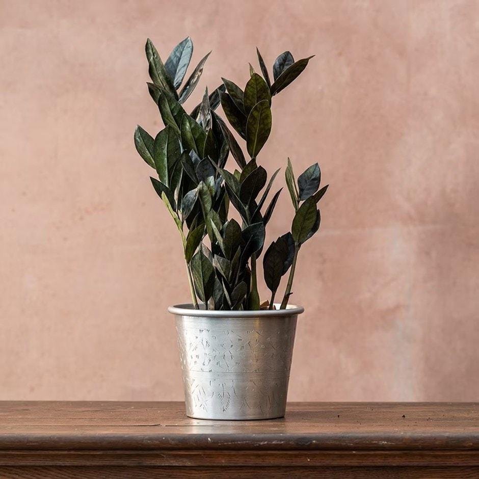 Zamioculcas Zamiifolia Raven - View 3 from www redcrocus com
