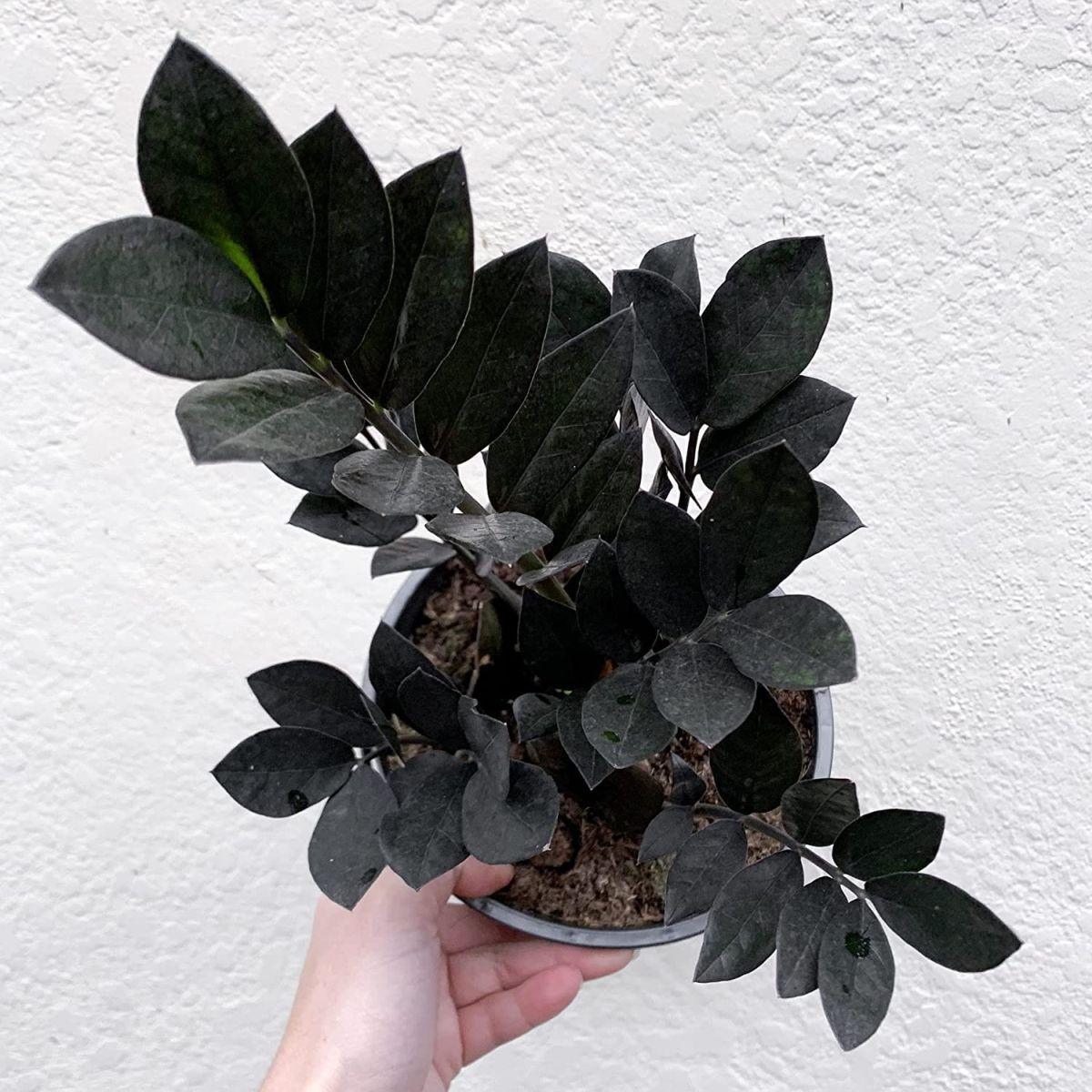 Zamioculcas Zamiifolia Raven - View 4 from www redcrocus com