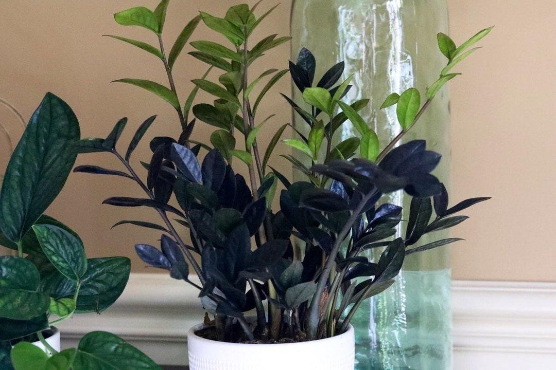 Zamioculcas Zamiifolia Raven - View 6 from www redcrocus com