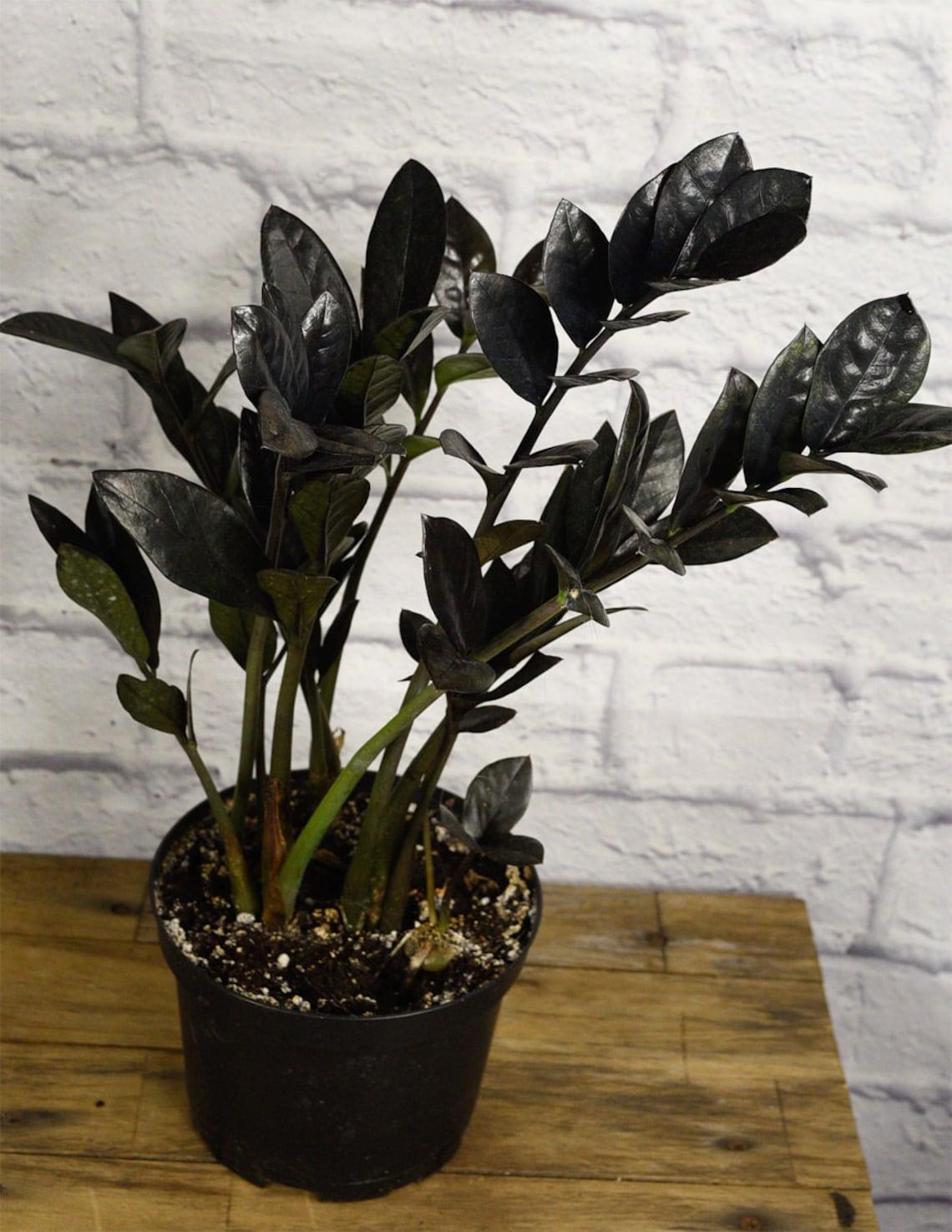 Zamioculcas Zamiifolia Raven - View 7 from www redcrocus com