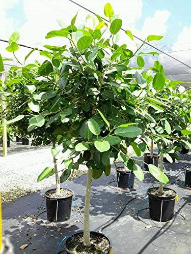 Ficus Audrey Standard - View 11 from www redcrocus com