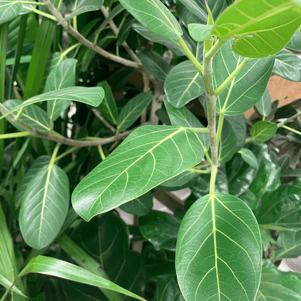 Ficus Audrey Standard - View 11 from www redcrocus com