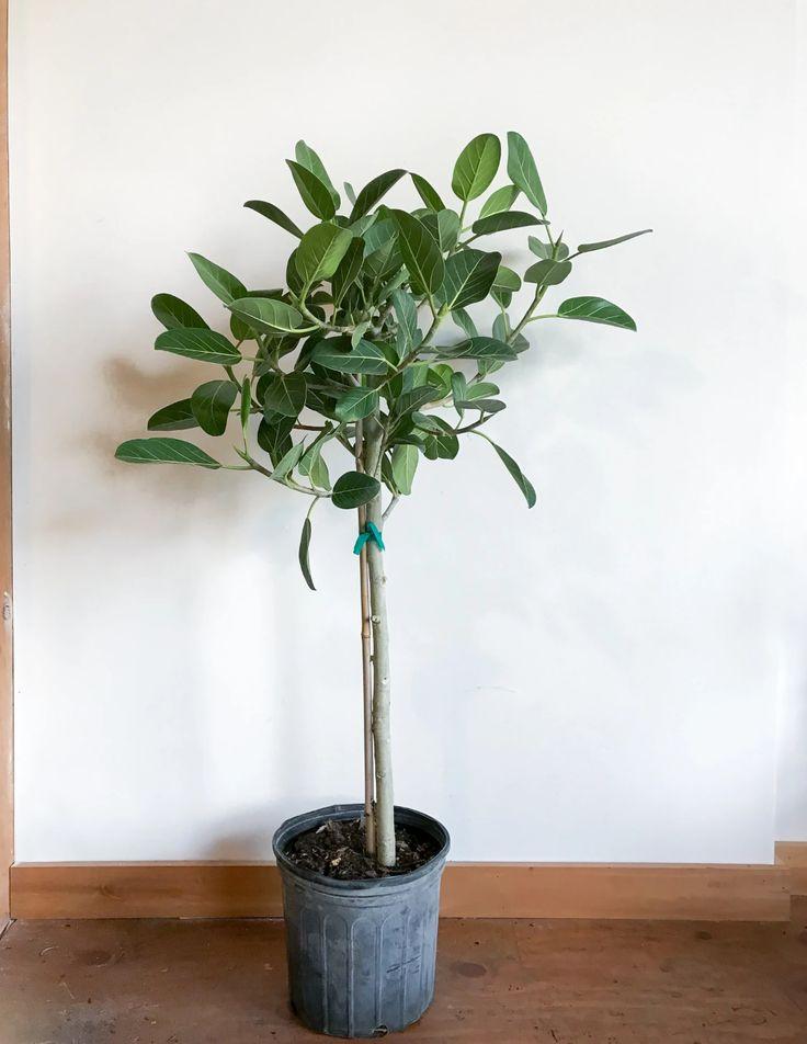 Ficus Audrey Standard - View 12 from www redcrocus com