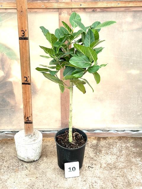 Ficus Audrey Standard - View 14 from www redcrocus com