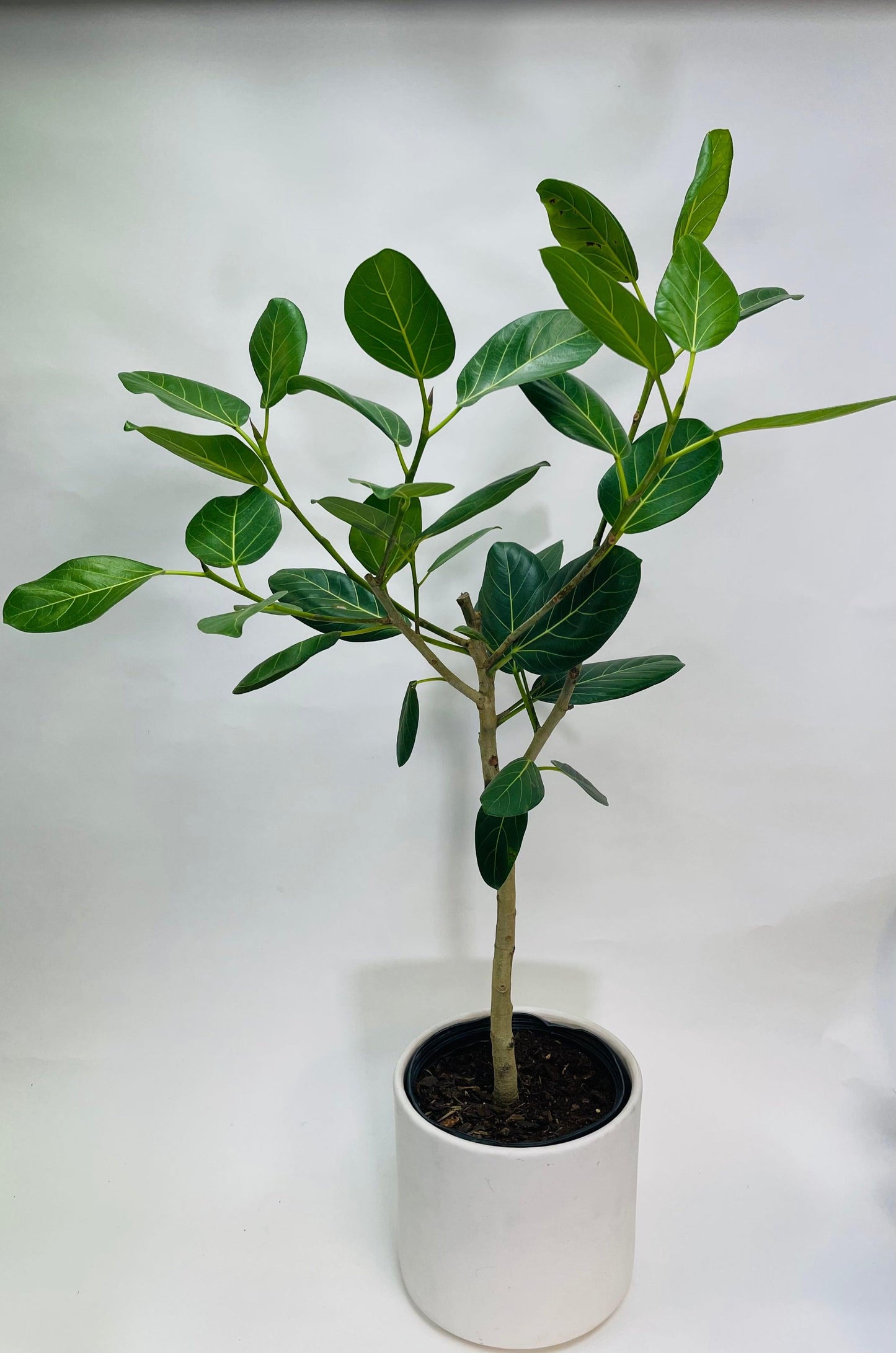 Ficus Audrey Standard - View 3 from www redcrocus com