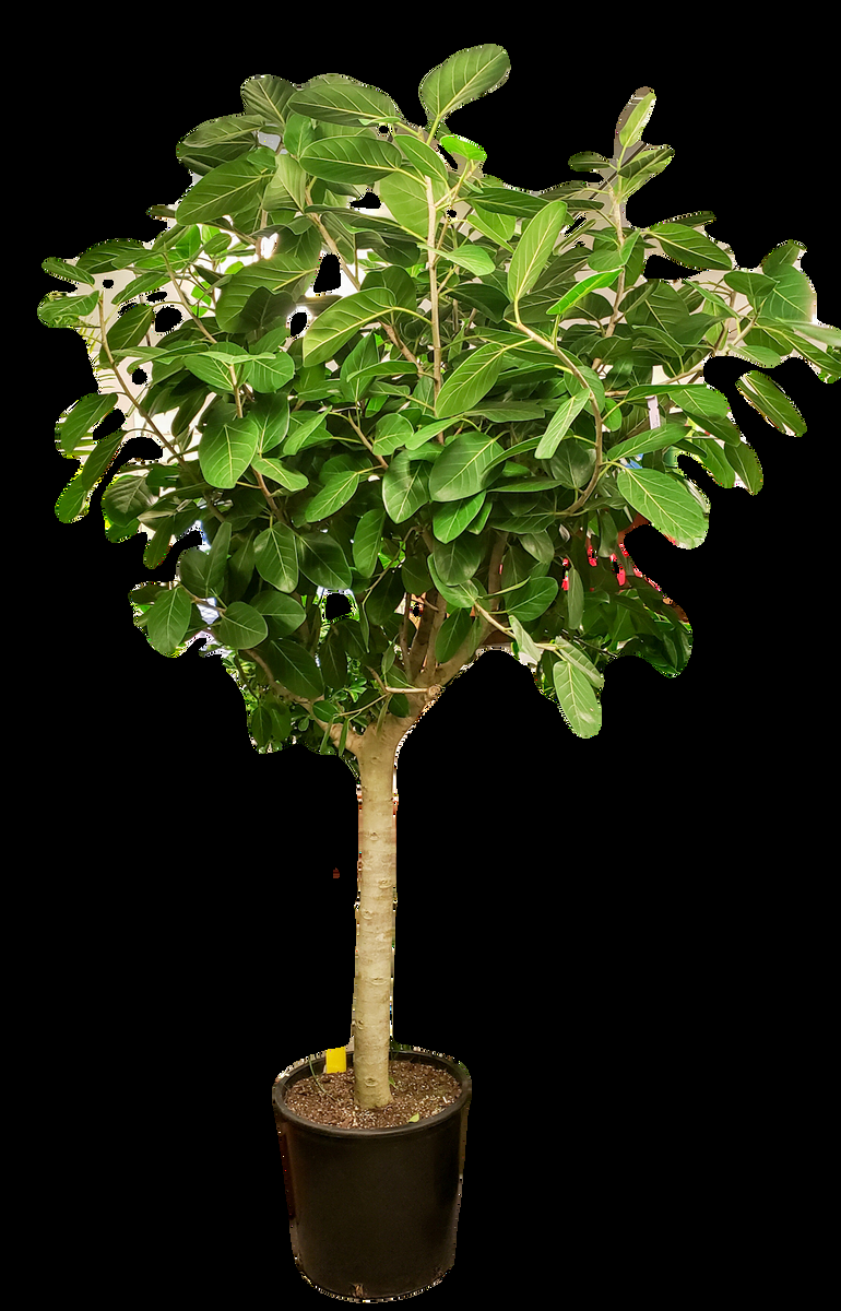 Ficus Audrey Standard - View 3 from www redcrocus com