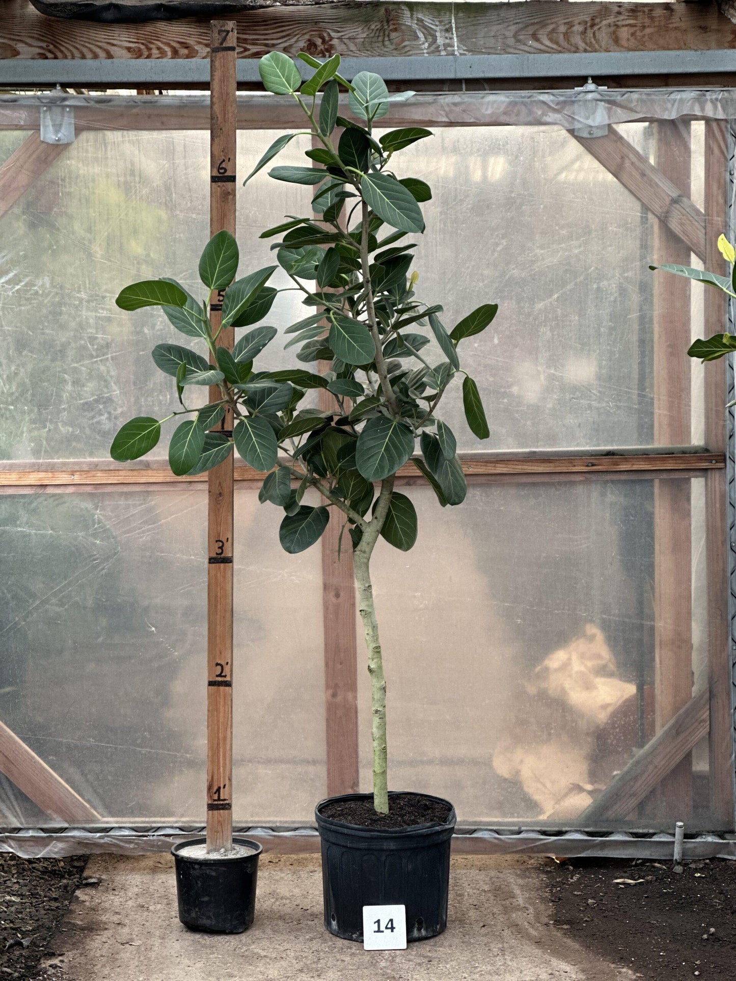 Ficus Audrey Standard - View 4 from www redcrocus com