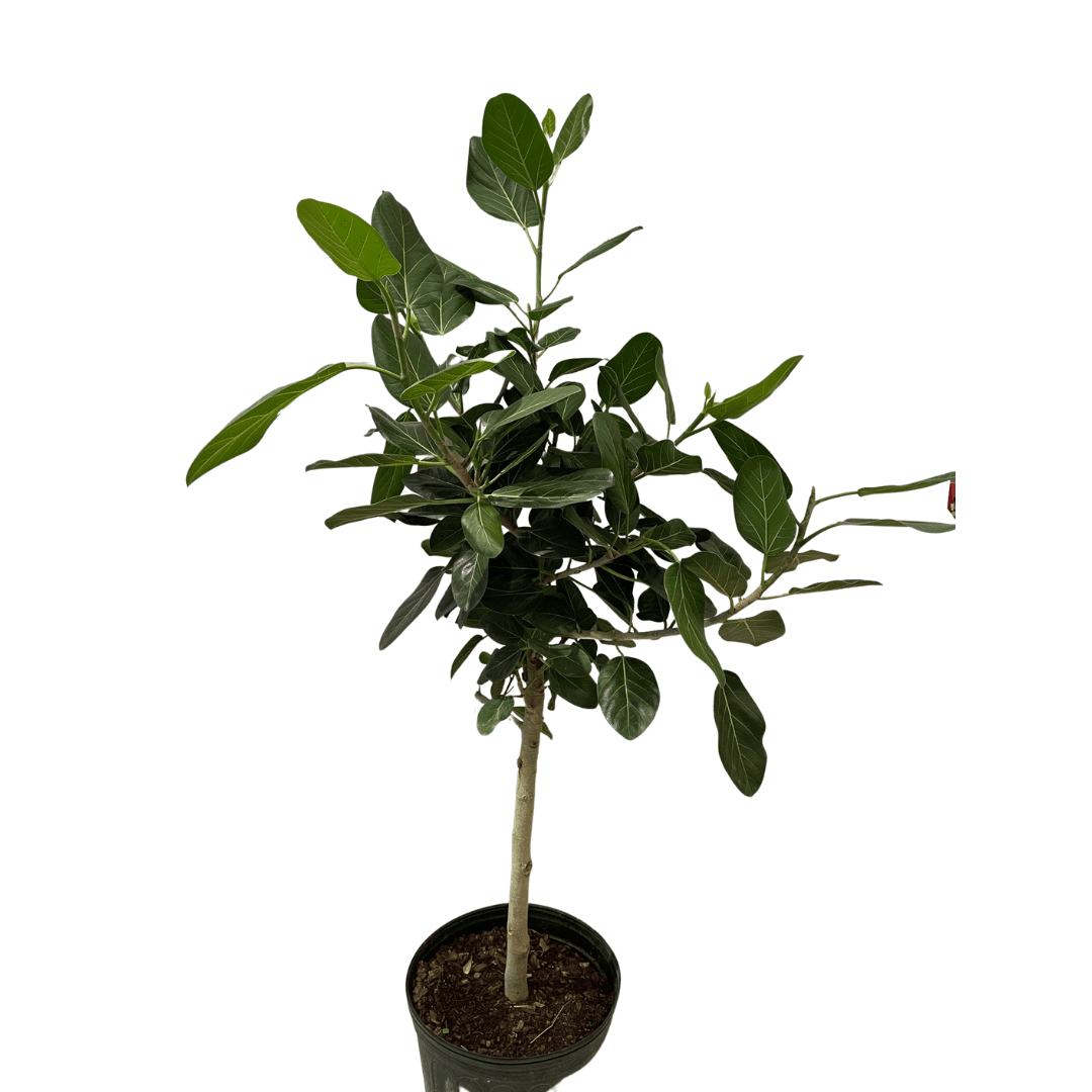 Ficus Audrey Standard - View 4 from www redcrocus com