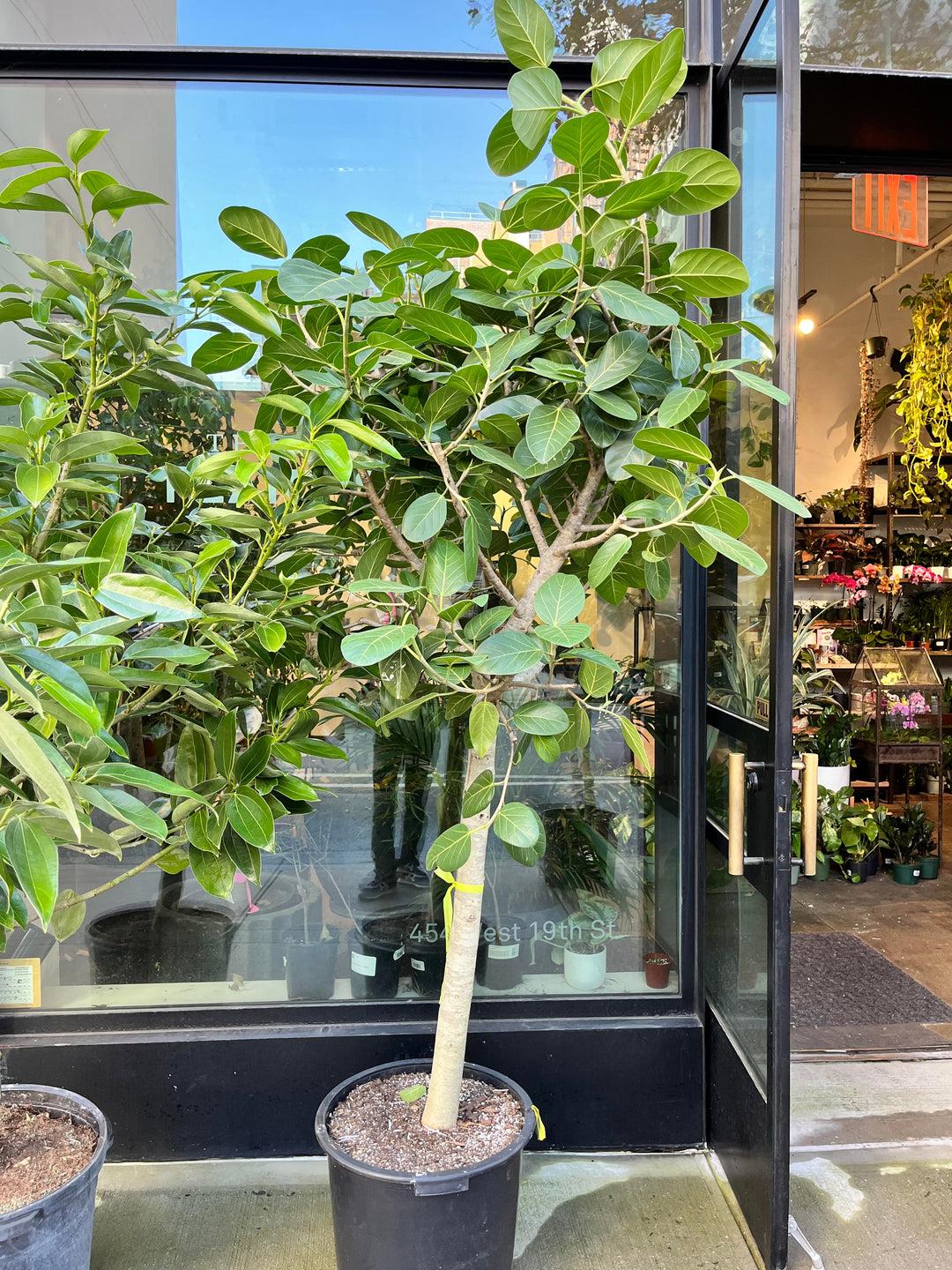 Ficus Audrey Standard - View 5 from www redcrocus com
