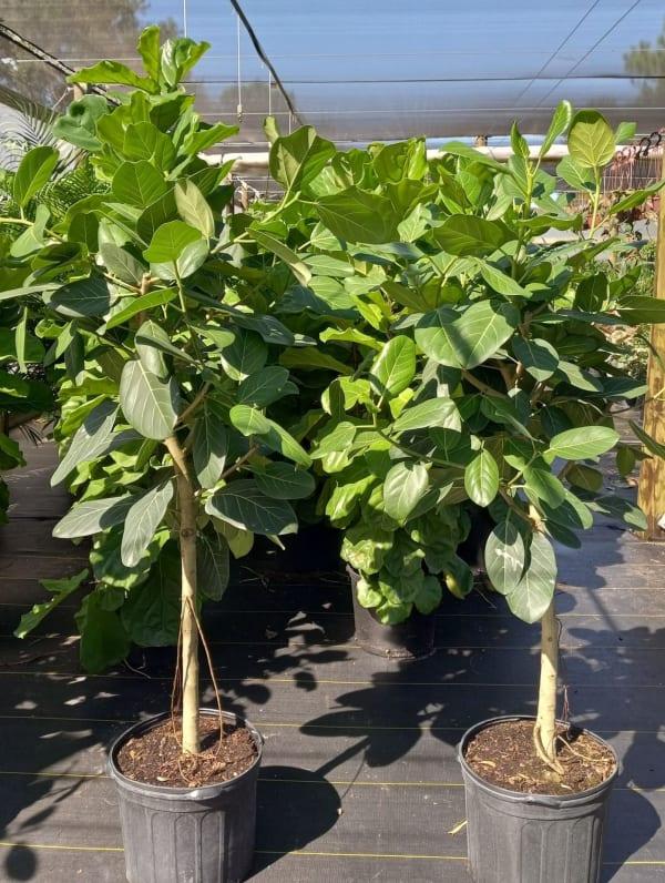 Ficus Audrey Standard - View 6 from www redcrocus com