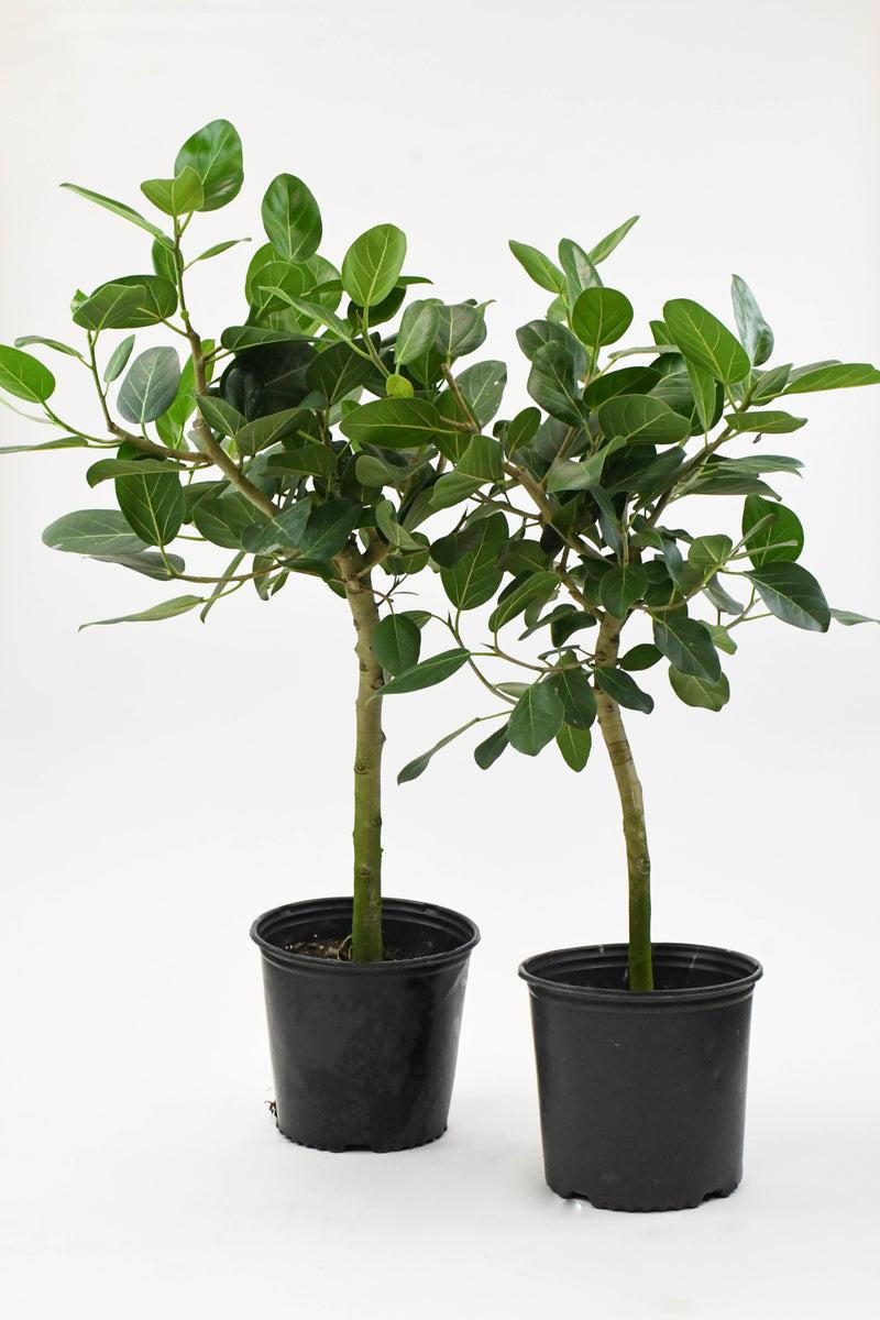 Ficus Audrey Standard - View 7 from www redcrocus com