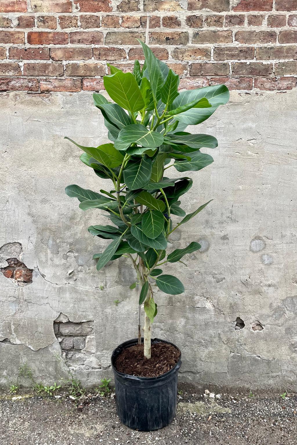 Ficus Audrey Standard - View 8 from www redcrocus com