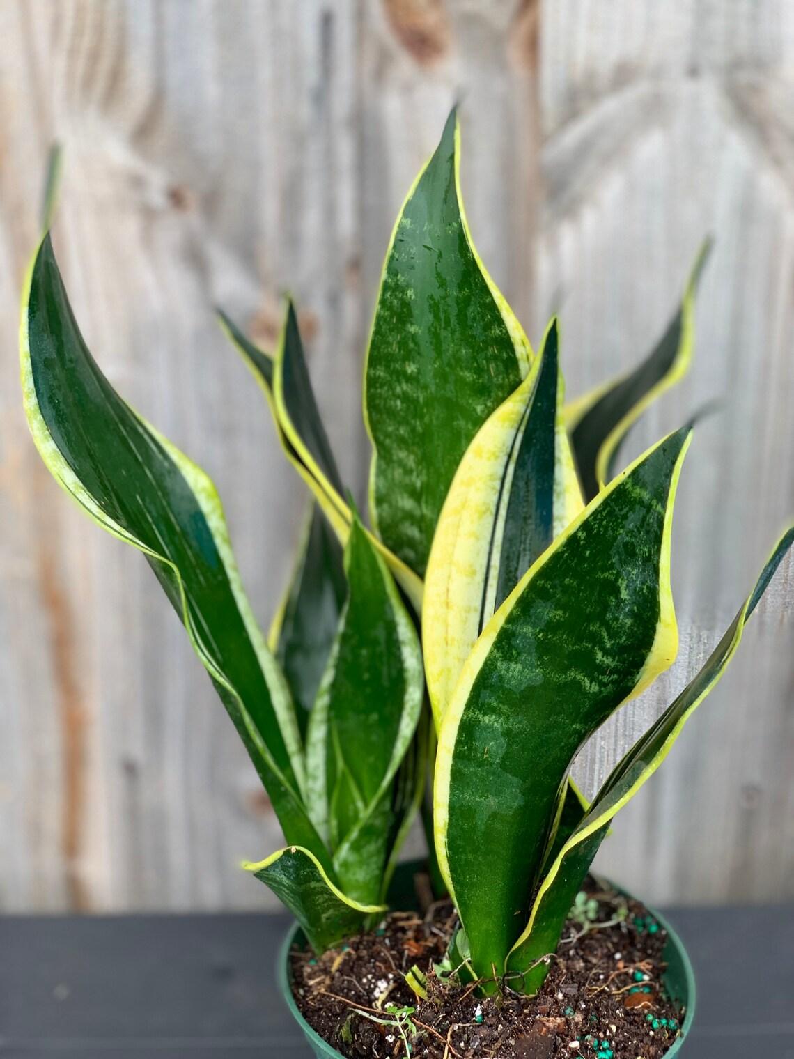 Sansevieria Trifasciata Black Gold - View 14 from www redcrocus com