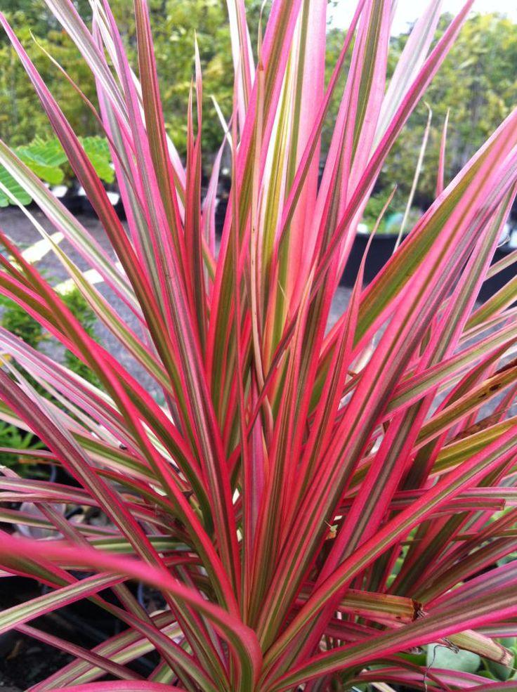 Dracaena Marginata Colorama - View 10 from www redcrocus com