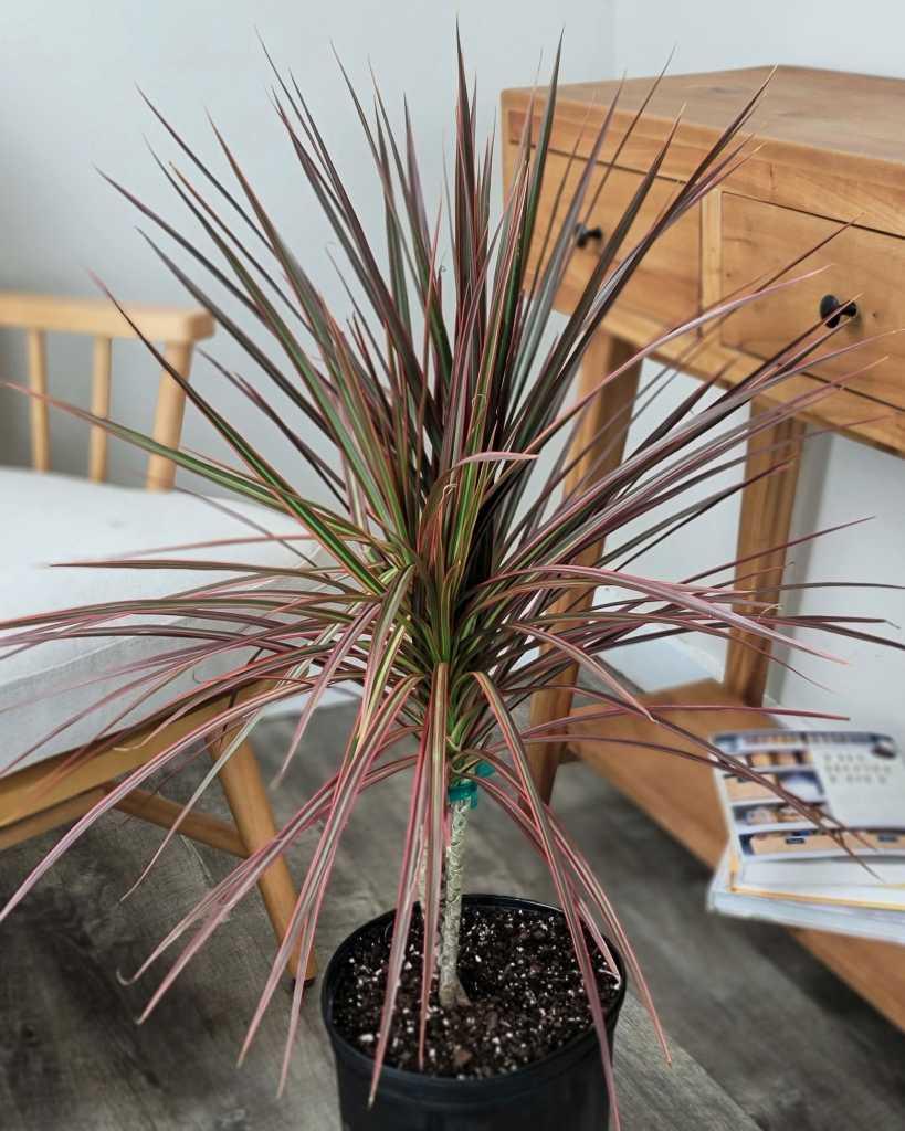 Dracaena Marginata Colorama - View 11 from www redcrocus com