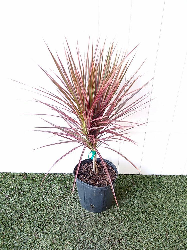 Dracaena Marginata Colorama - View 12 from www redcrocus com