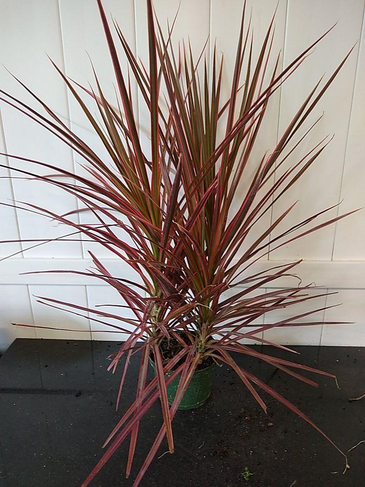 Dracaena Marginata Colorama - View 13 from www redcrocus com