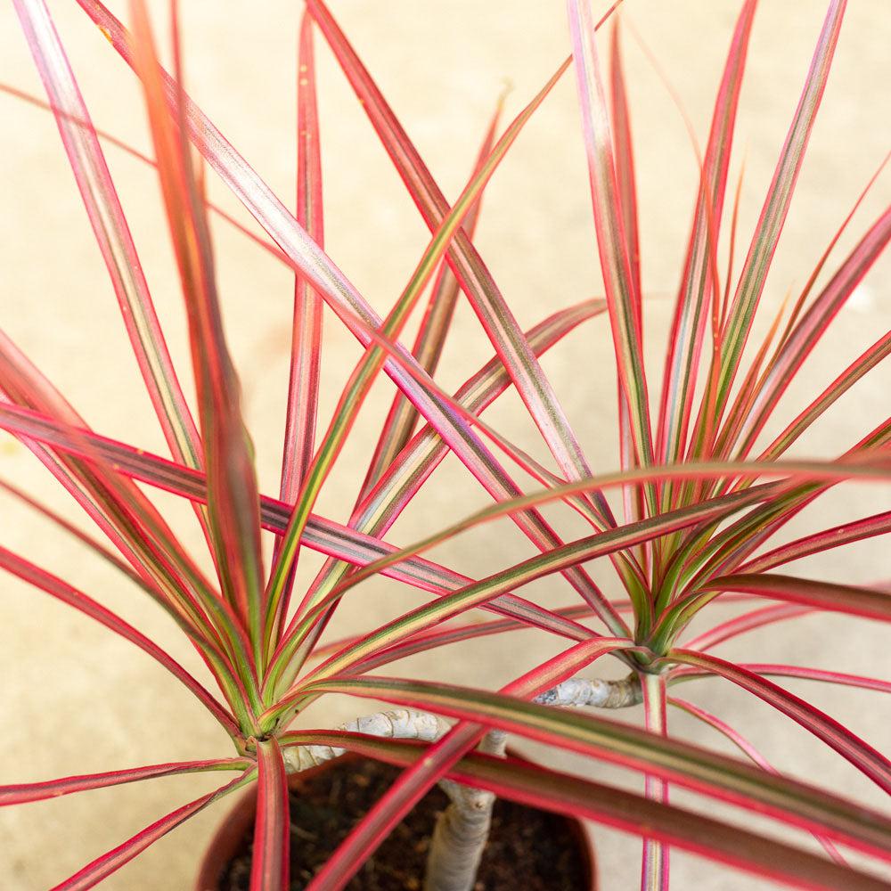 Dracaena Marginata Colorama - View 16 from www redcrocus com
