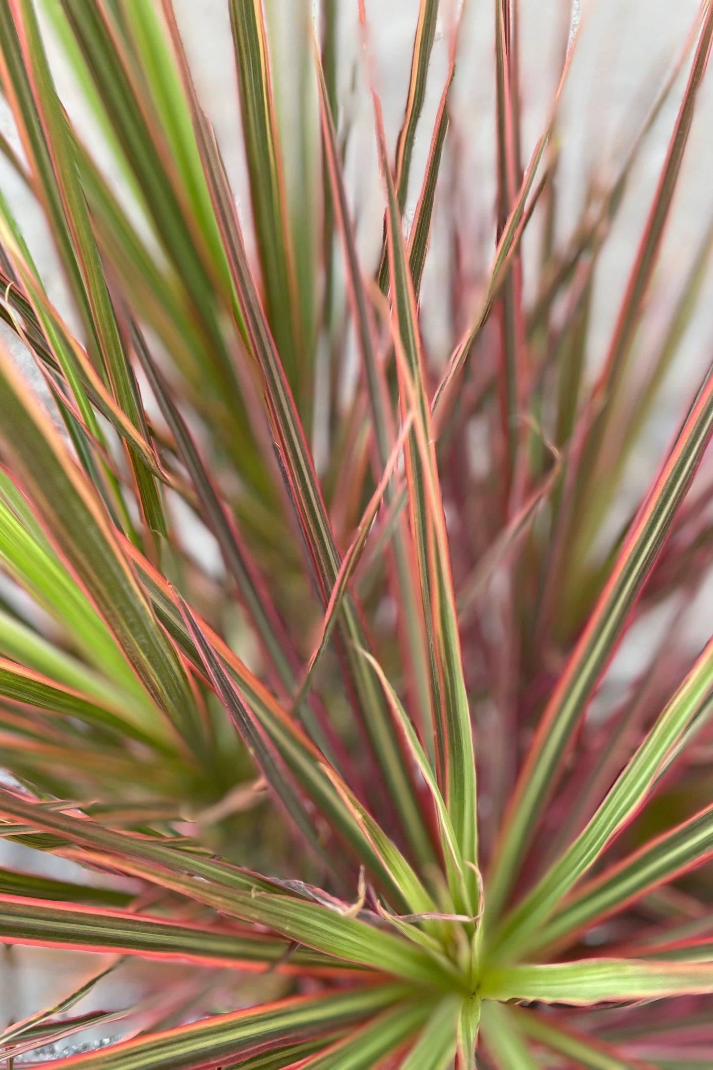 Dracaena Marginata Colorama - View 17 from www redcrocus com