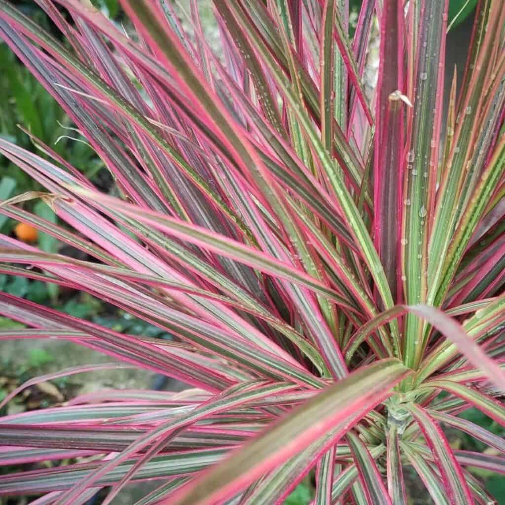 Dracaena Marginata Colorama - View 18 from www redcrocus com