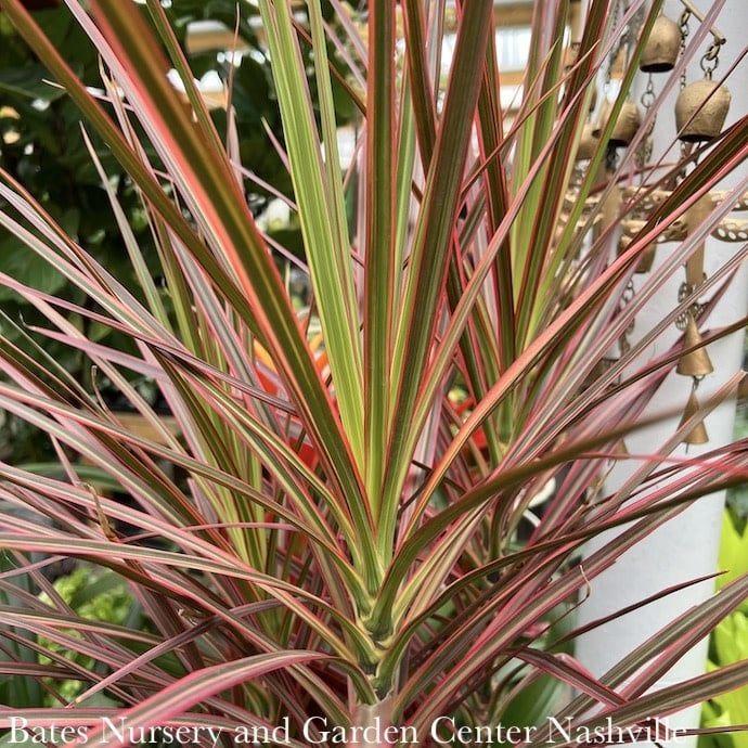 Dracaena Marginata Colorama - View 19 from www redcrocus com