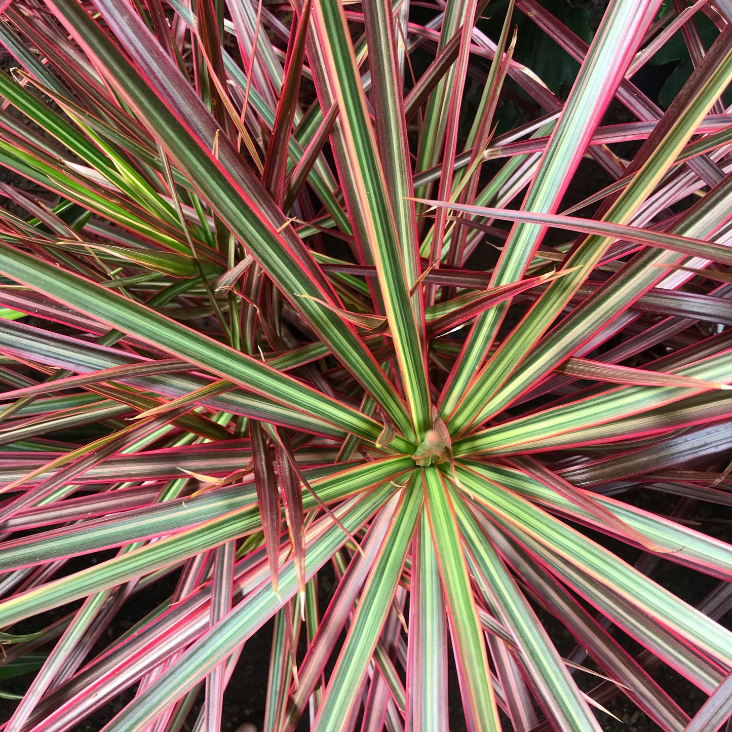 Dracaena Marginata Colorama - View 20 from www redcrocus com