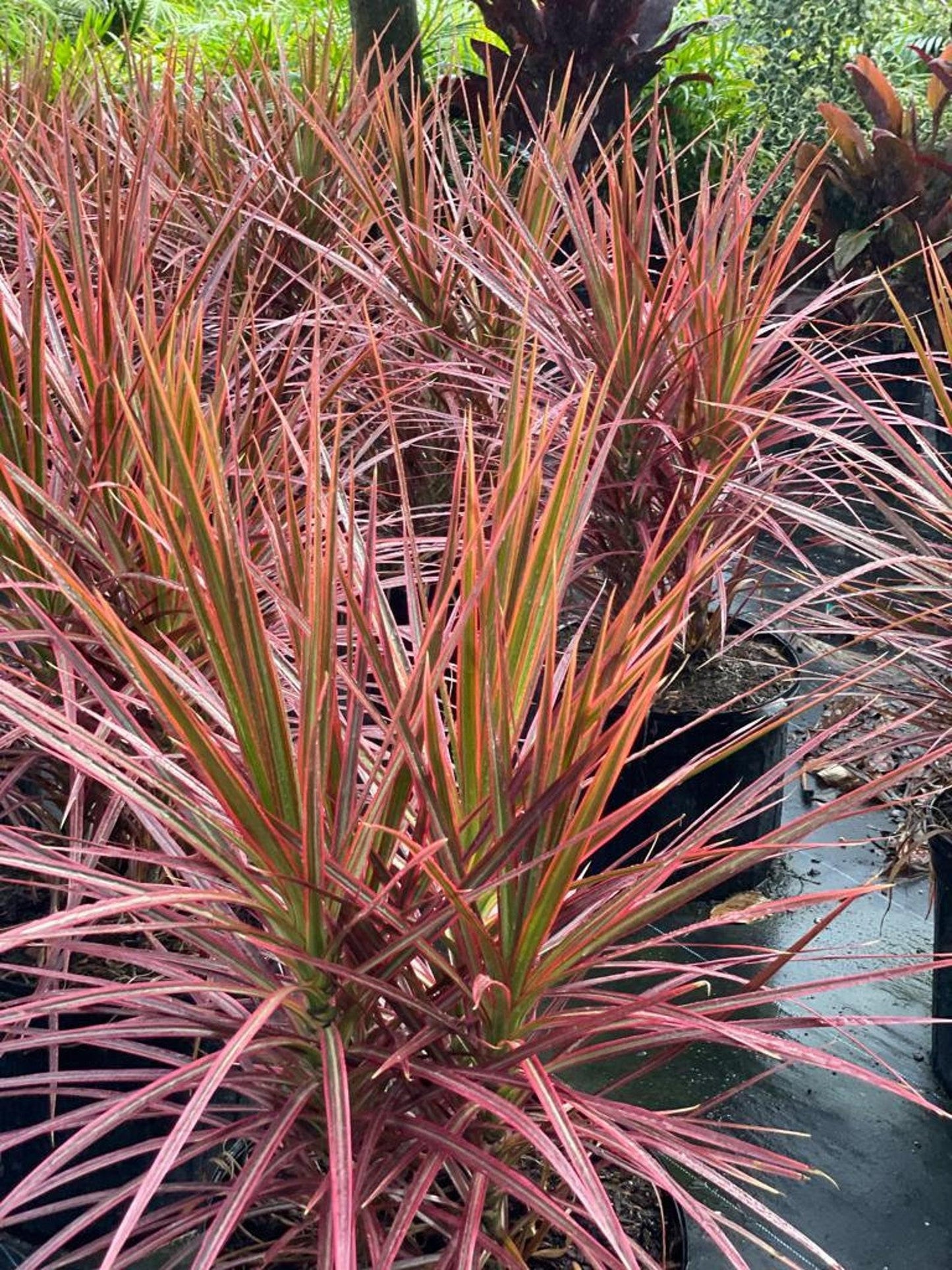 Dracaena Marginata Colorama - View 2 from www redcrocus com