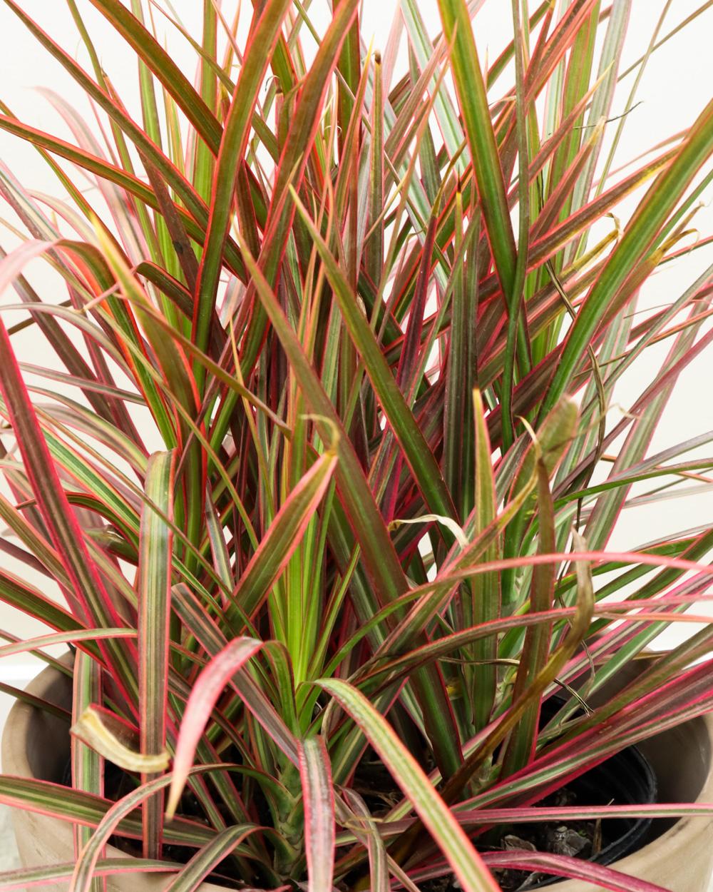 Dracaena Marginata Colorama - View 3 from www redcrocus com