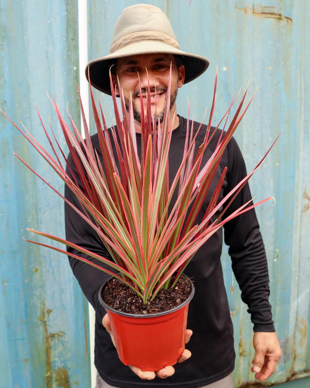 Dracaena Marginata Colorama - View 4 from www redcrocus com