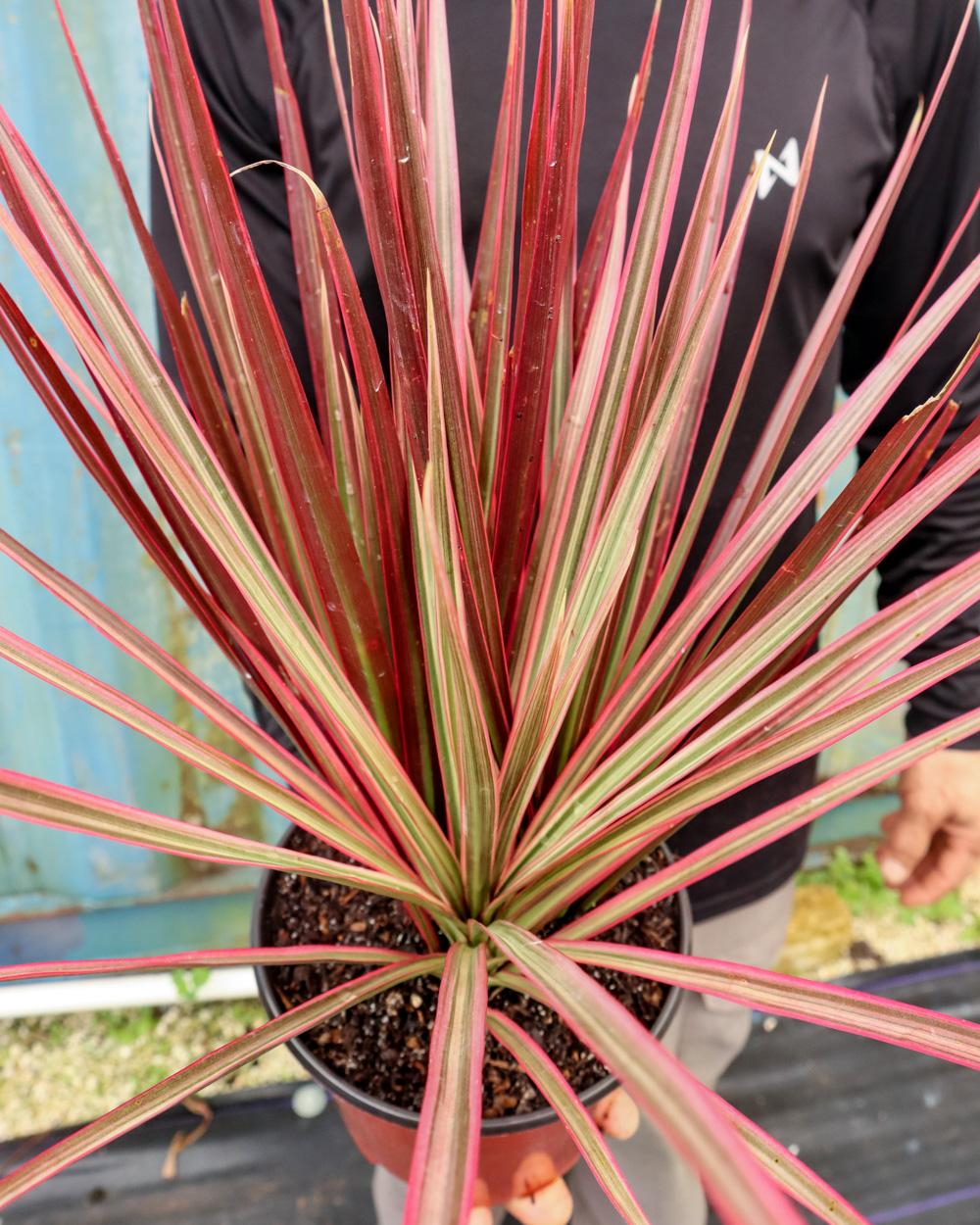 Dracaena Marginata Colorama - View 6 from www redcrocus com
