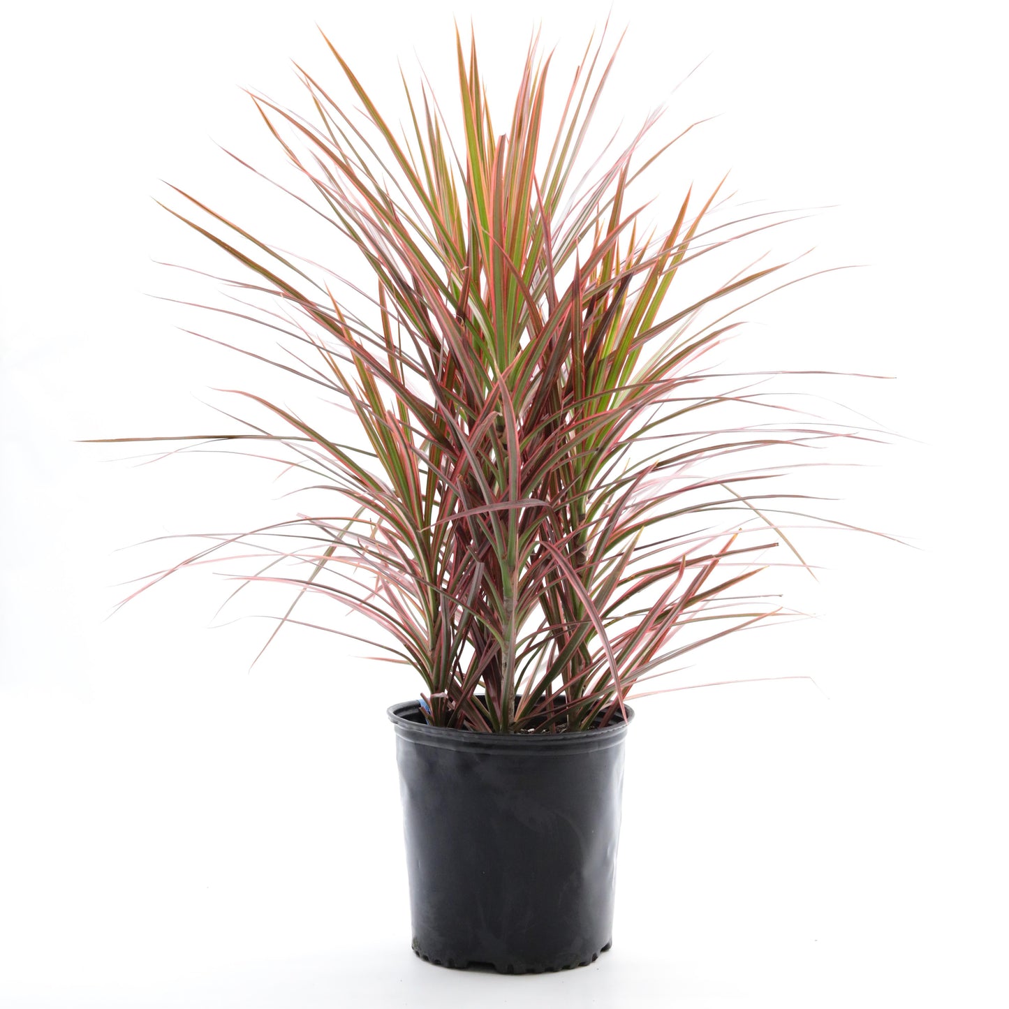 Dracaena Marginata Colorama - View 8 from www redcrocus com