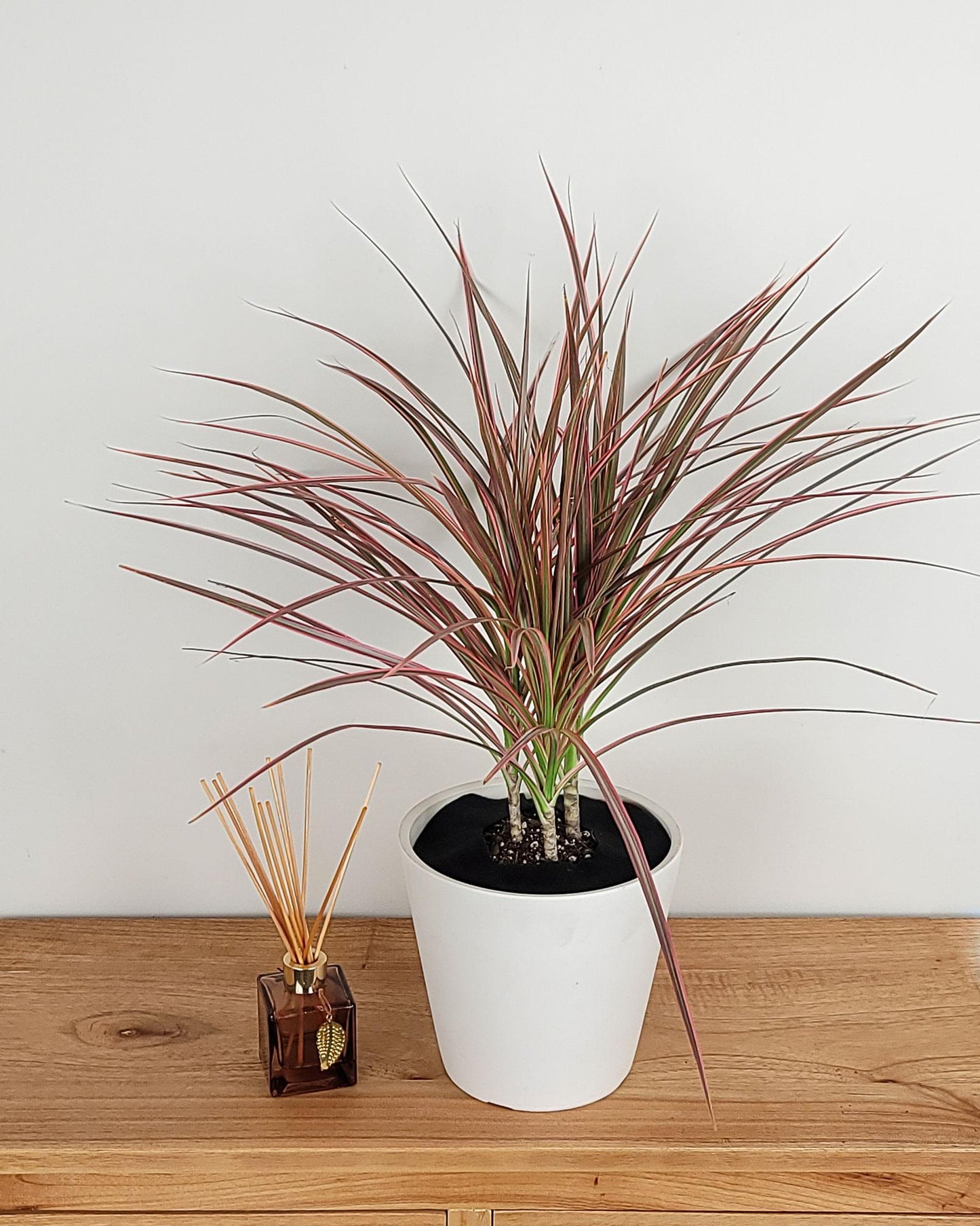 Dracaena Marginata Colorama - View 9 from www redcrocus com