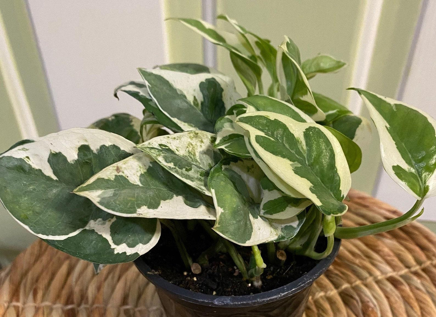 Pothos Epipemnum Pearls And Jade - View 10 from www redcrocus com