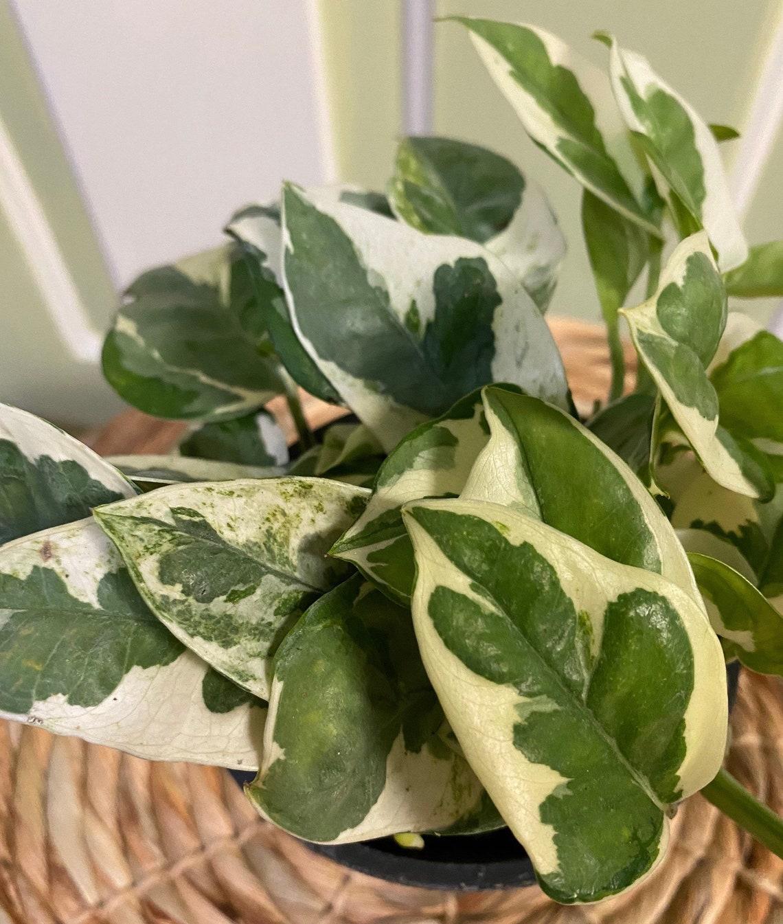 Pothos Epipemnum Pearls And Jade - View 14 from www redcrocus com