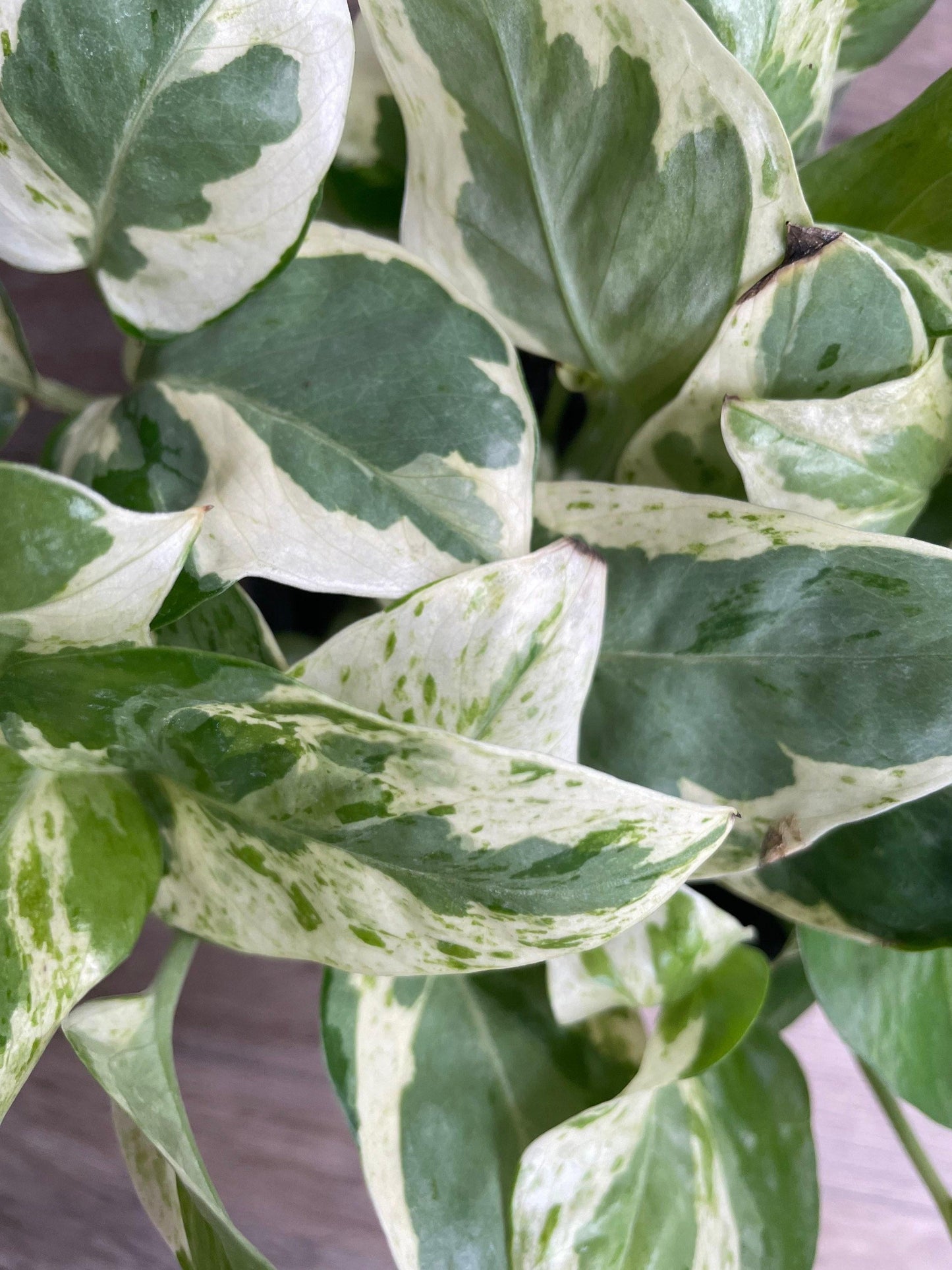 Pothos Epipemnum Pearls And Jade - View 16 from www redcrocus com