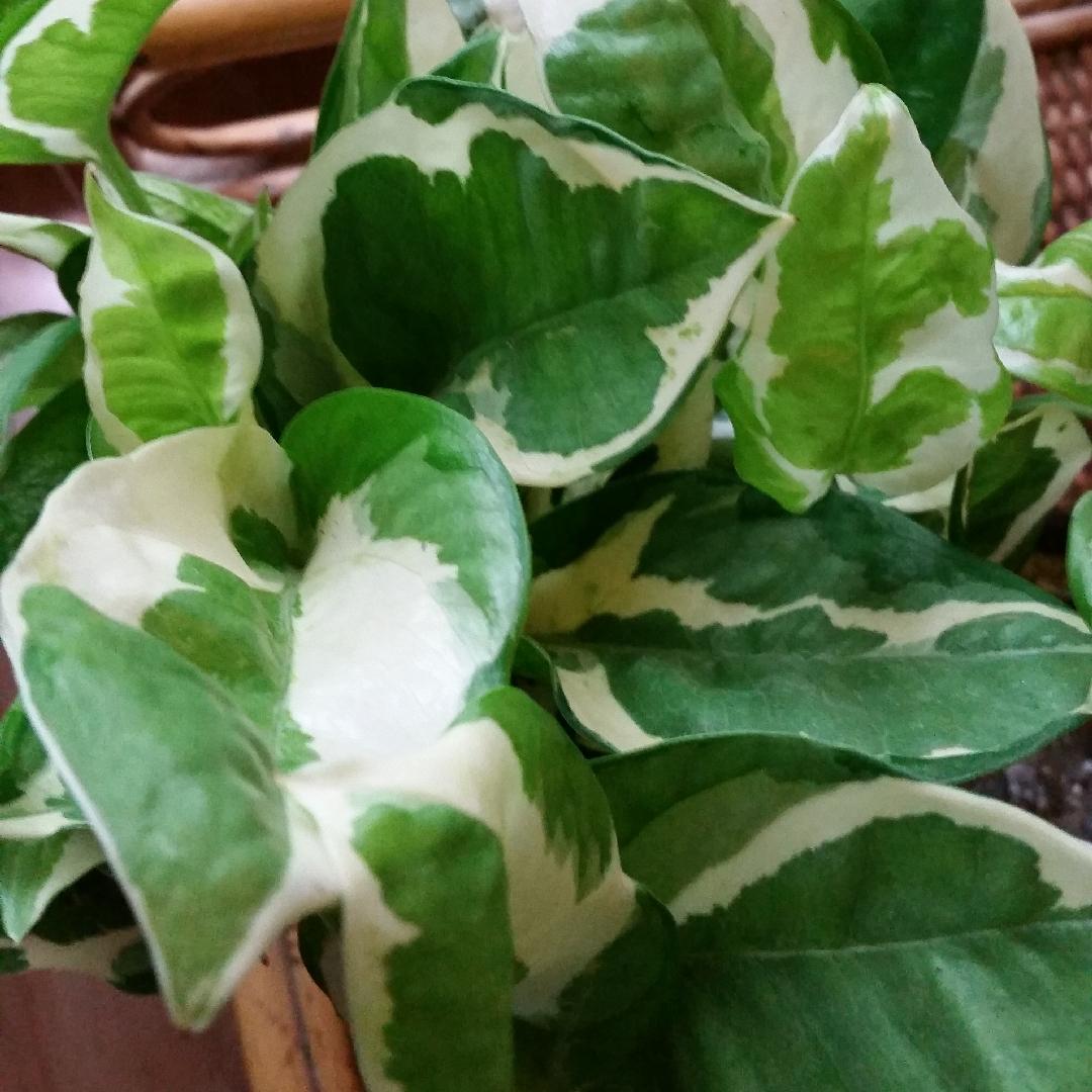 Pothos Epipemnum Pearls And Jade - View 17 from www redcrocus com