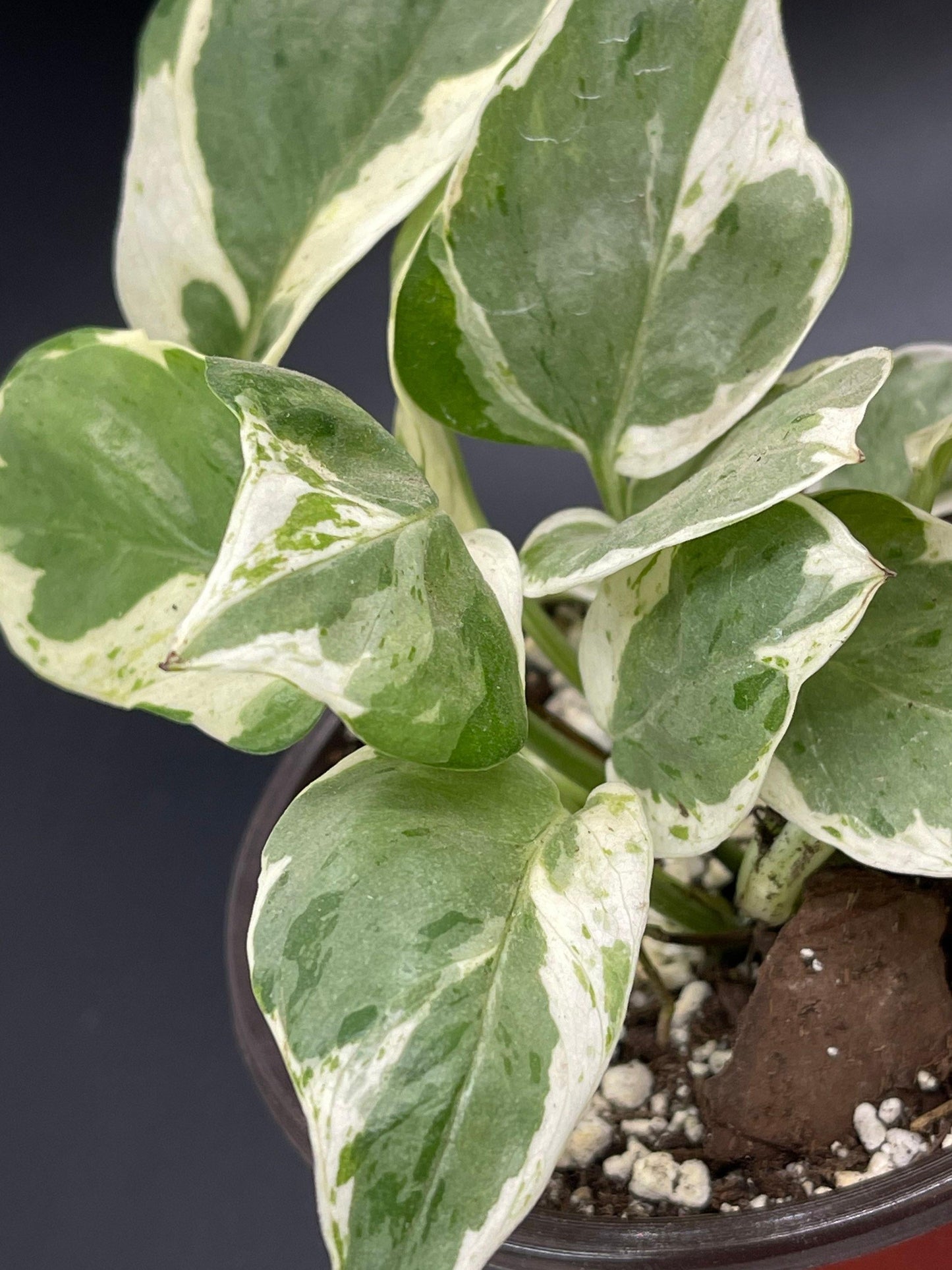 Pothos Epipemnum Pearls And Jade - View 3 from www redcrocus com