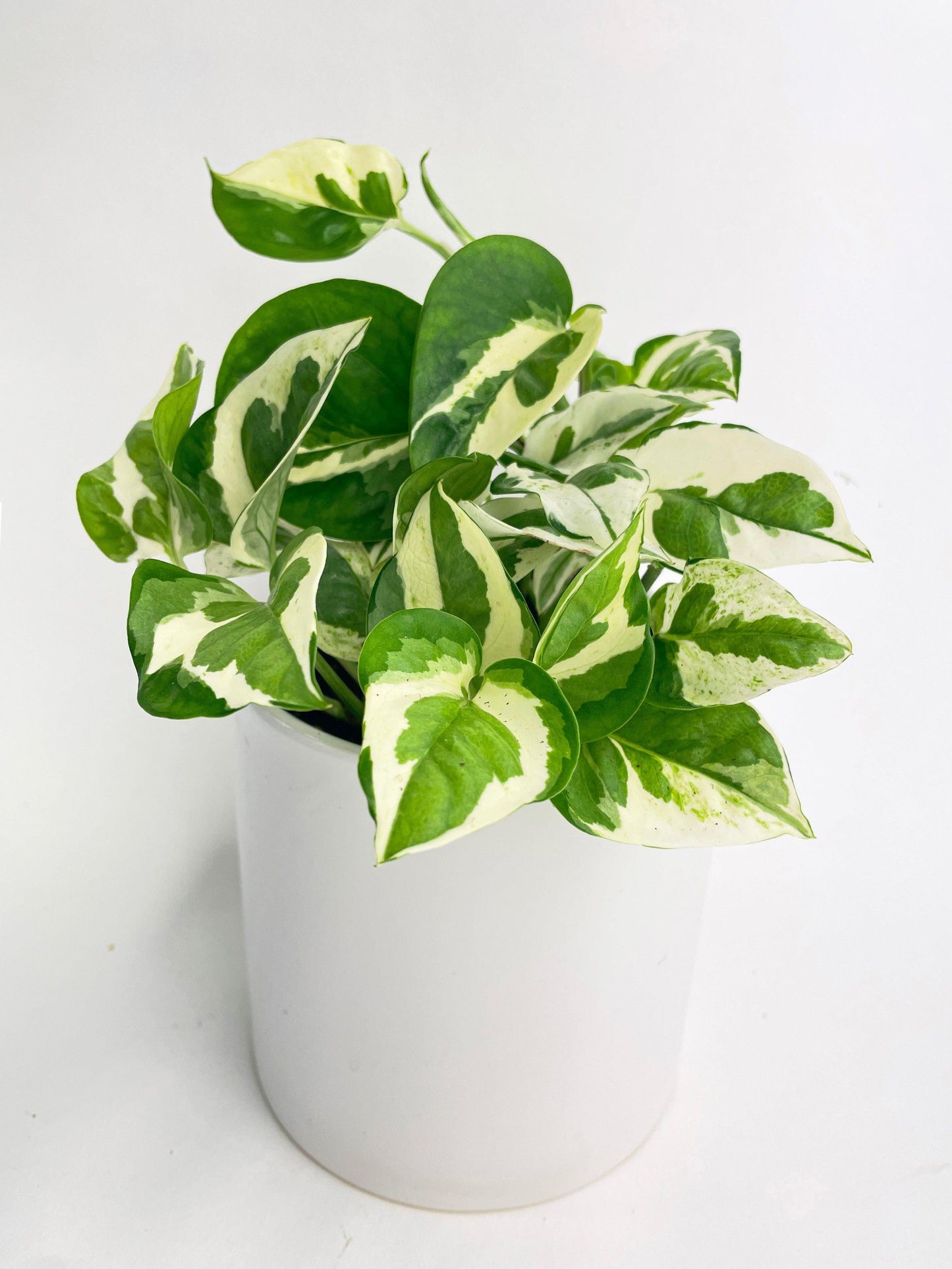 Pothos Epipemnum Pearls And Jade - View 4 from www redcrocus com