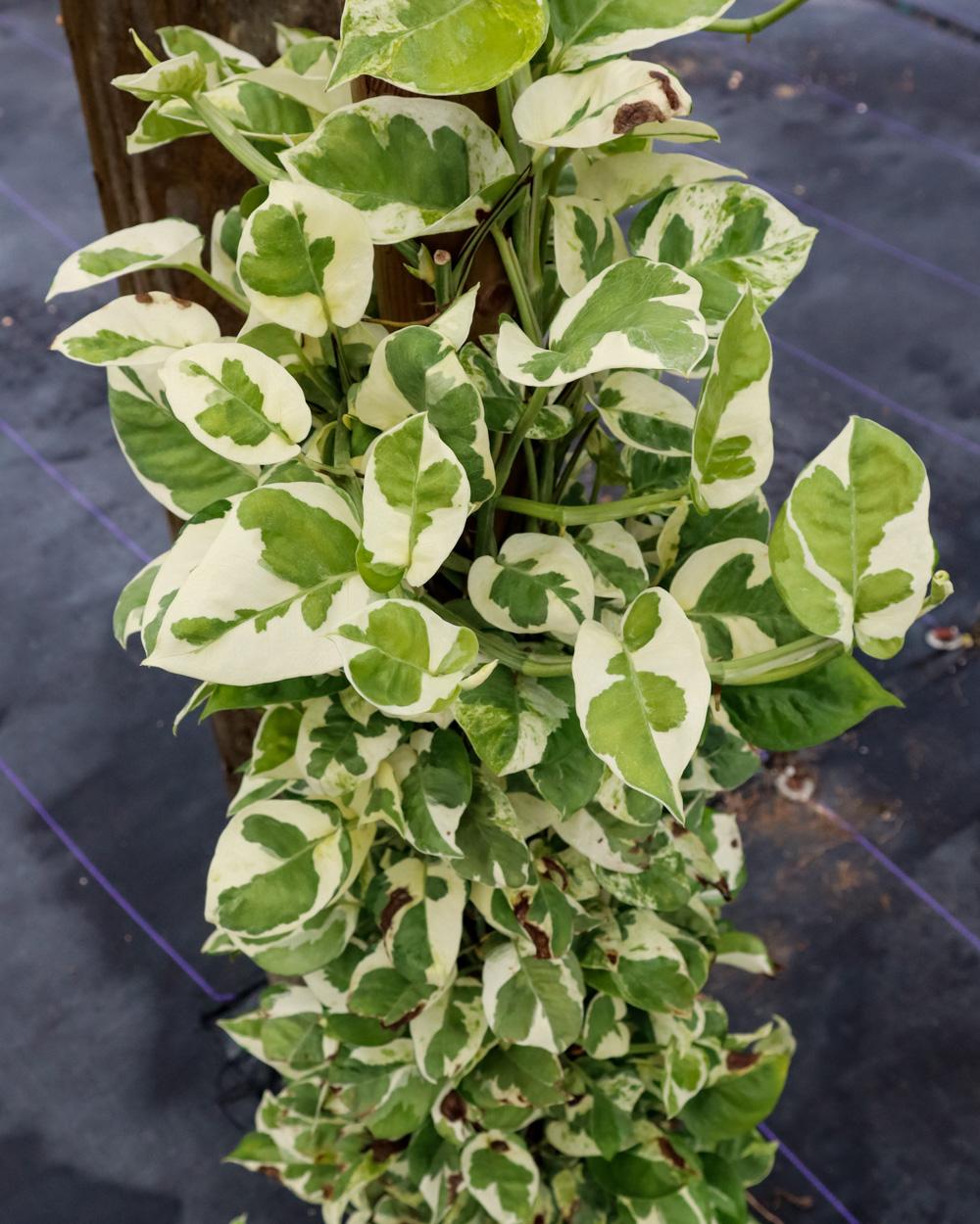 Pothos Epipemnum Pearls And Jade - View 5 from www redcrocus com